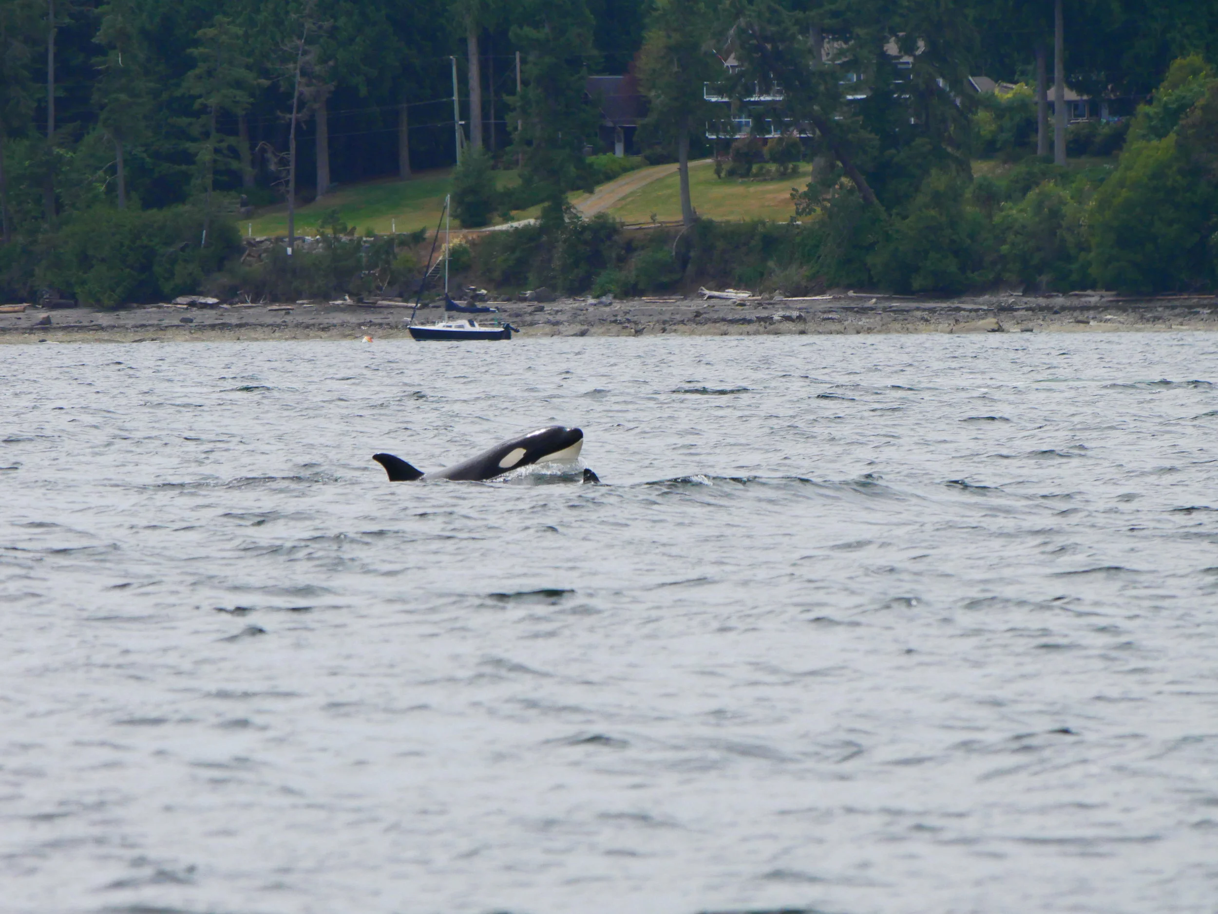 June 24, 2018 - T124A's making a kill near Wallace Island