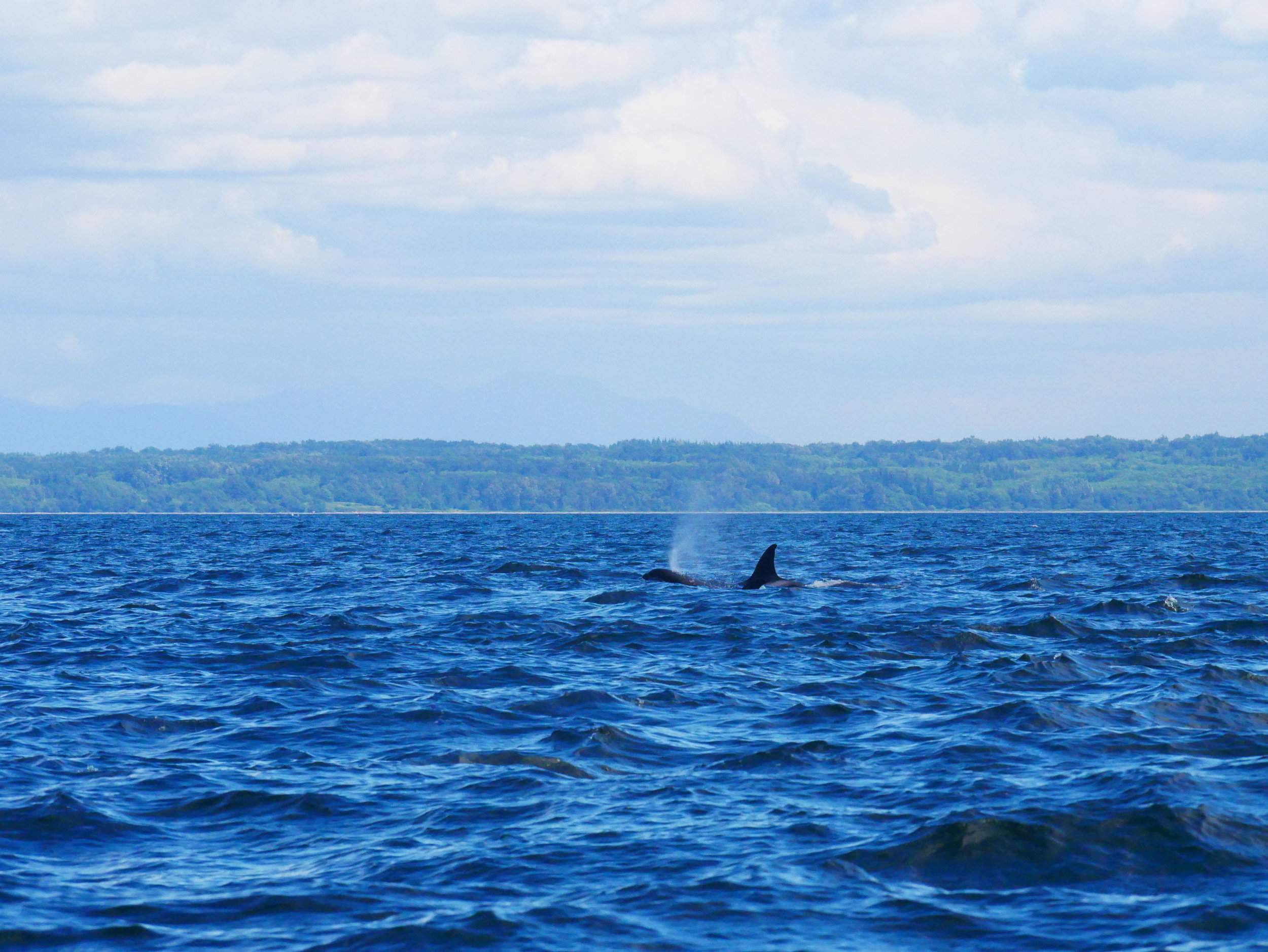 June 25, 2018 - T49A's and T65A's at the bottom of the Strait of Georgia