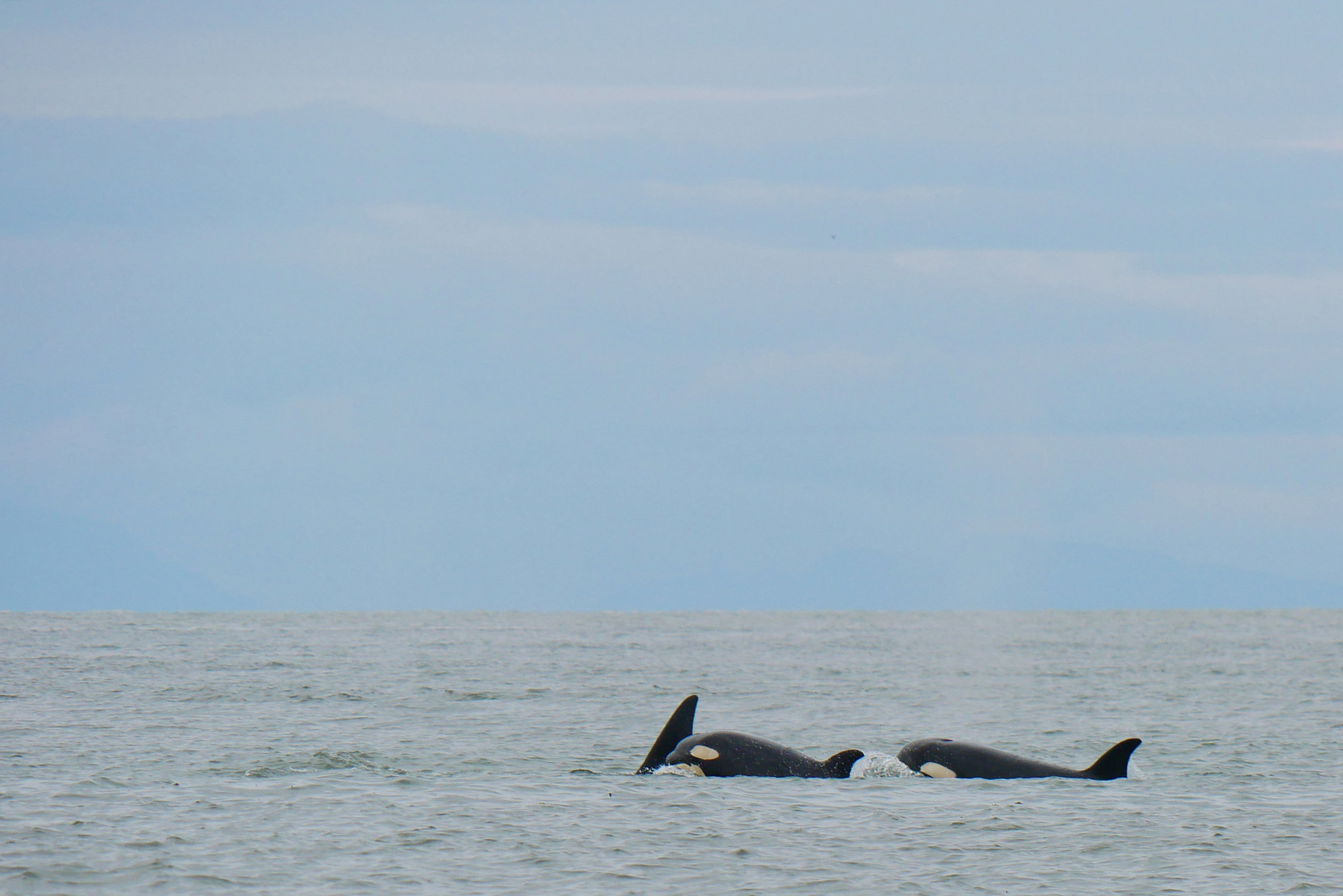 June 28, 2018 - T124As Near Vancouver