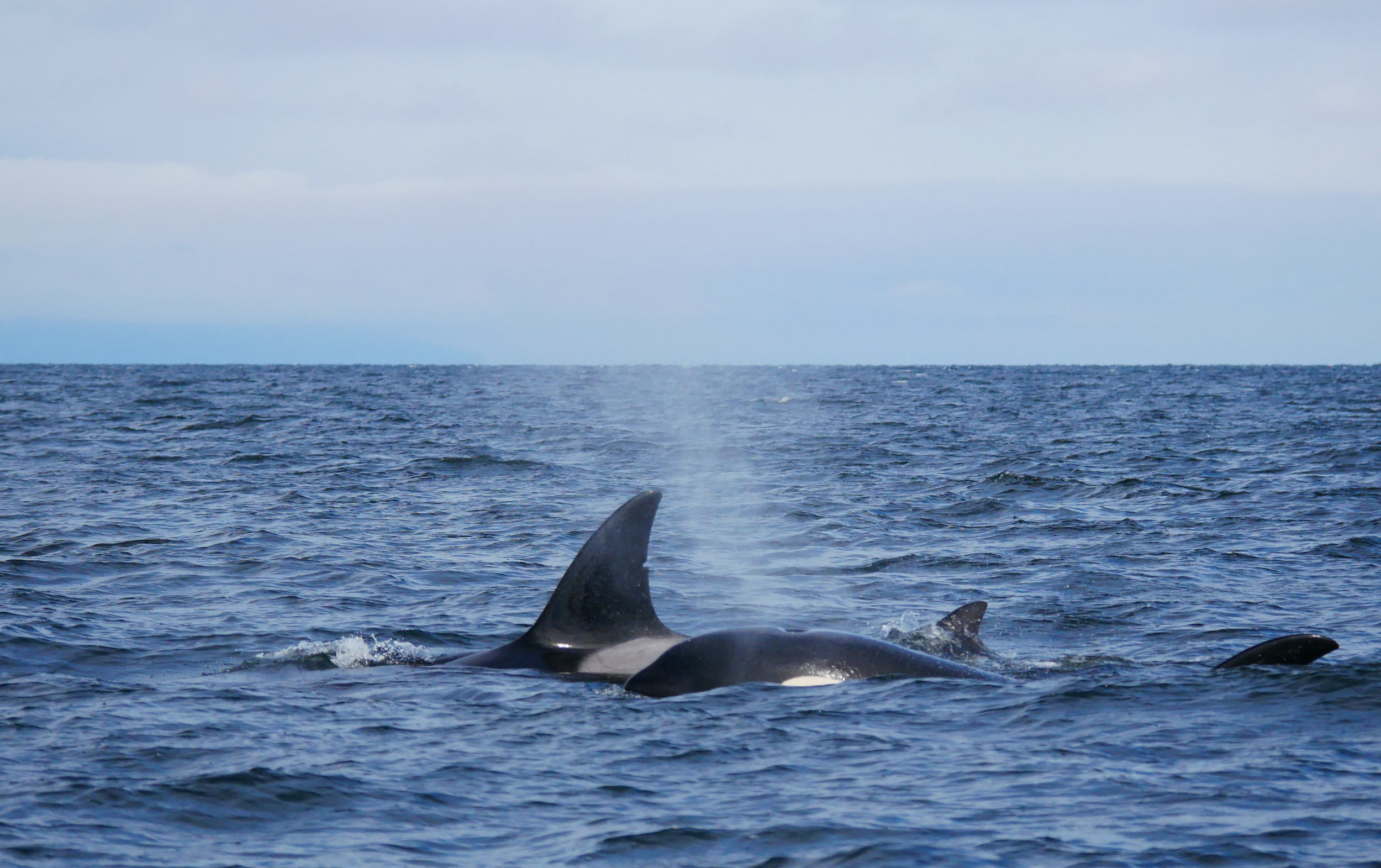 June 29, 2018 - T37A Family near Gabriola!