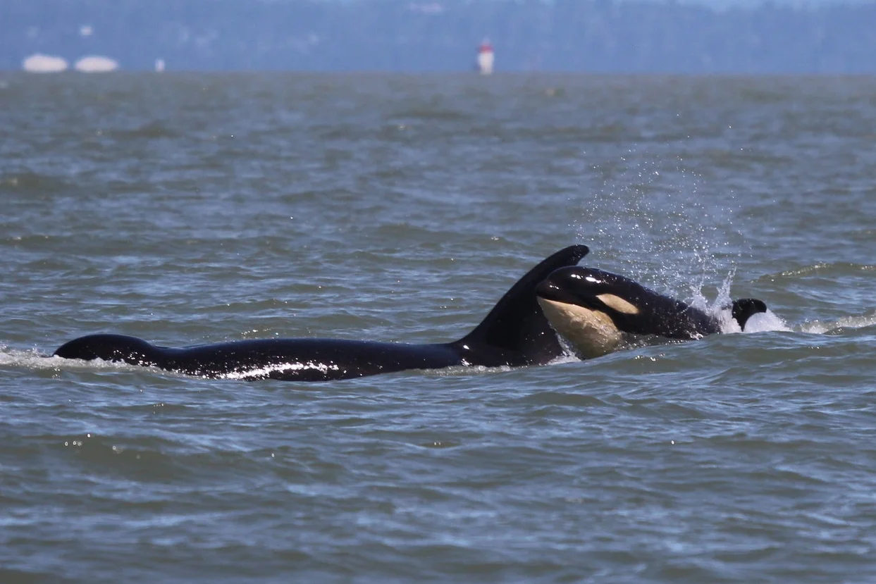 June 27, 2018 - T65A's in the Strait of Georgia.. the baby is looking good!