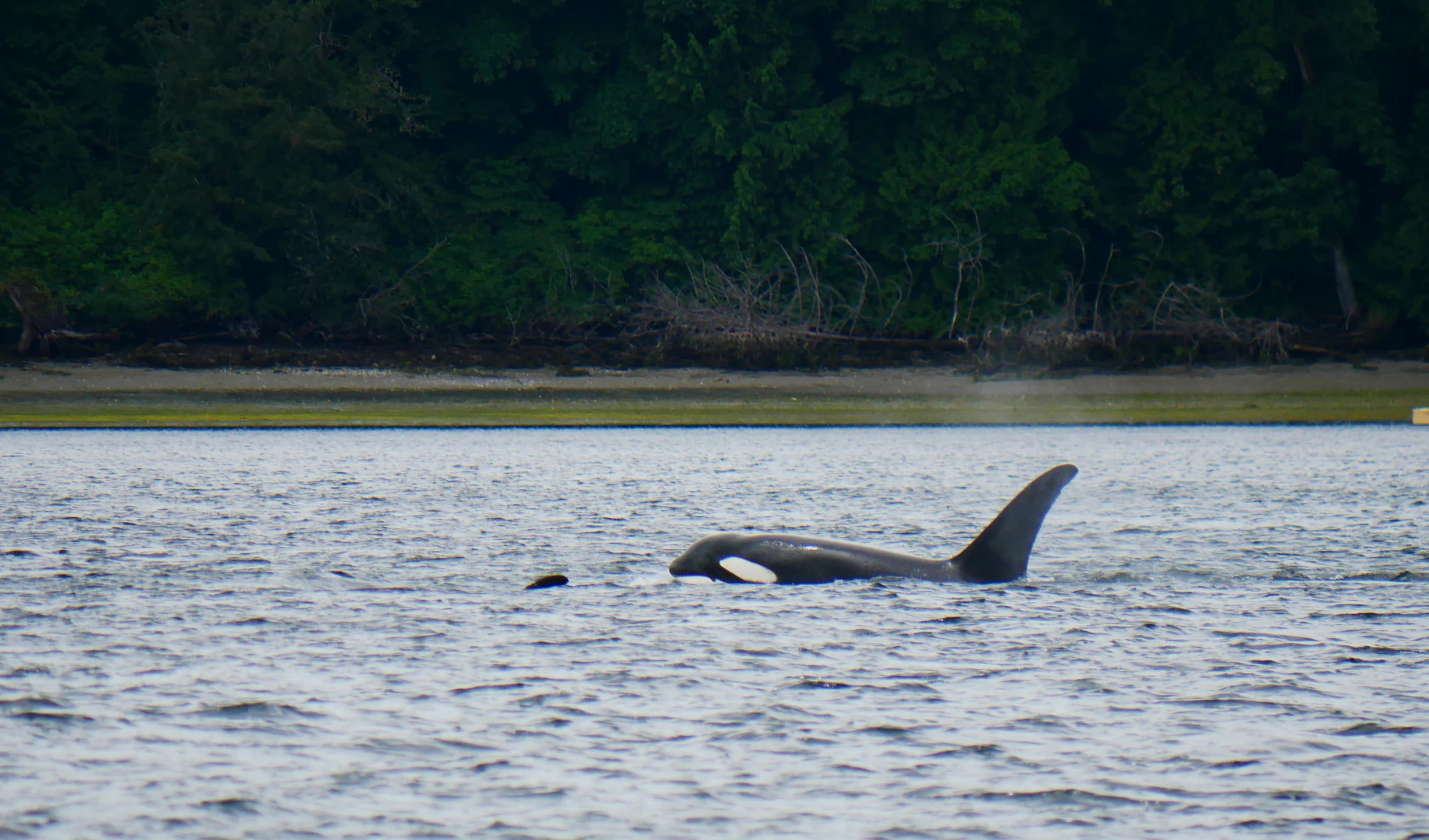 June 30, 2018 - T65A Family with Baby!