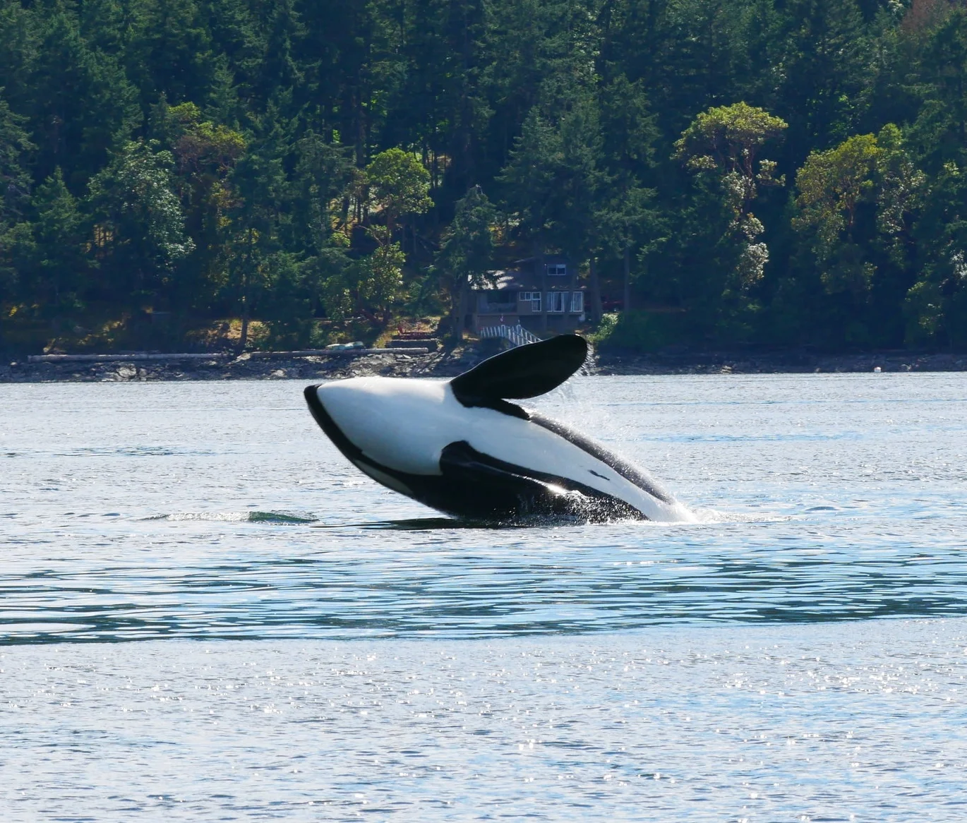 July 1, 2018 - Canada Day Celebrations! 
