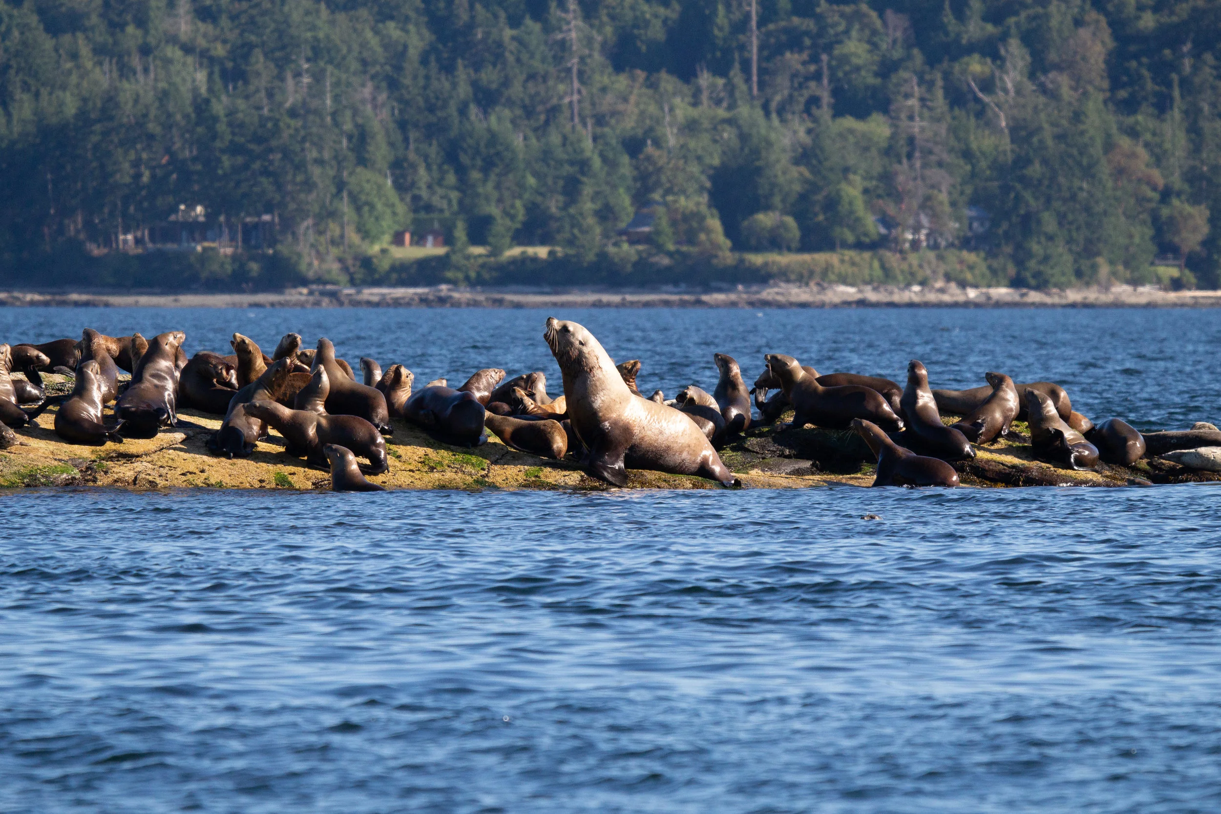 Steller sea lions hauled out on the rocks. Look how big that male is compared to all the others surrounding him! Photo by Natalie Reichenbacher