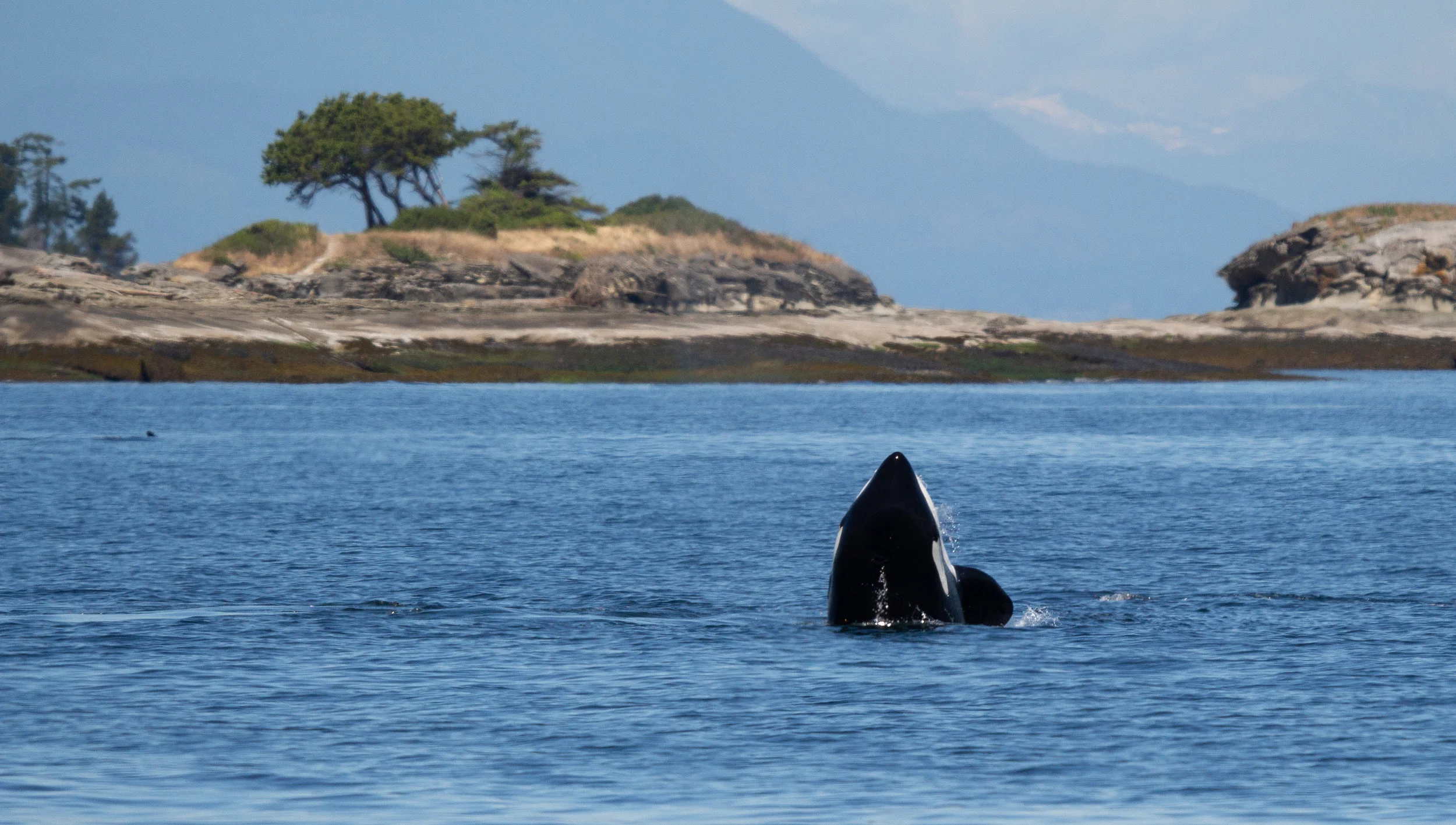 Orca spy hopping! Photo by Natalie Reichenbacher