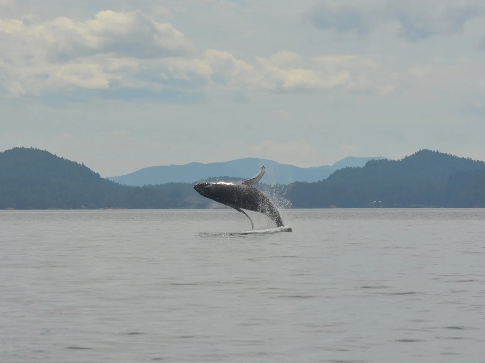 July 6, 2018 - An energetic humpback whale and killer whales!