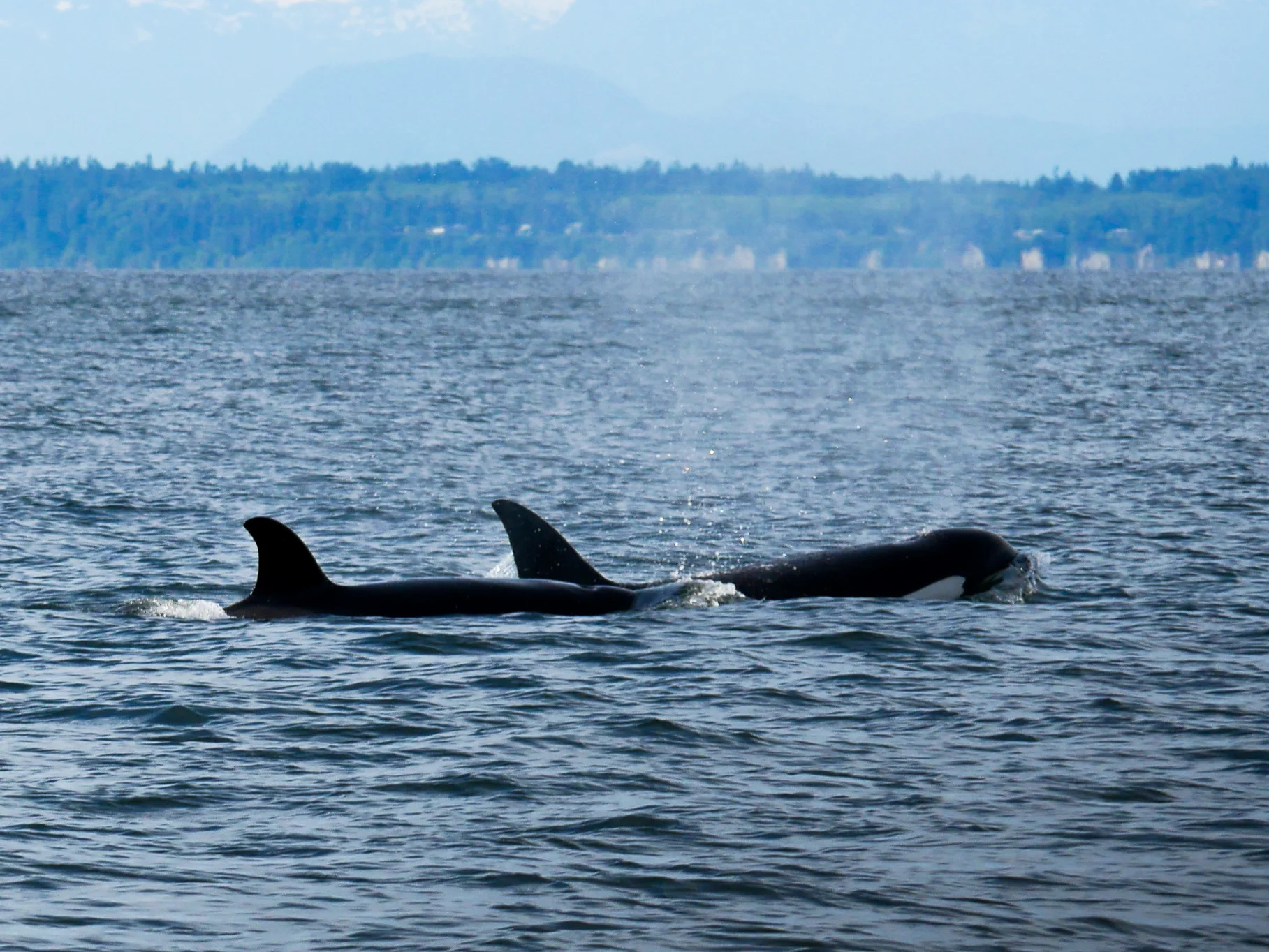 Two members of the T124A family surfacing for a breath. Photo by Jenna Keen.