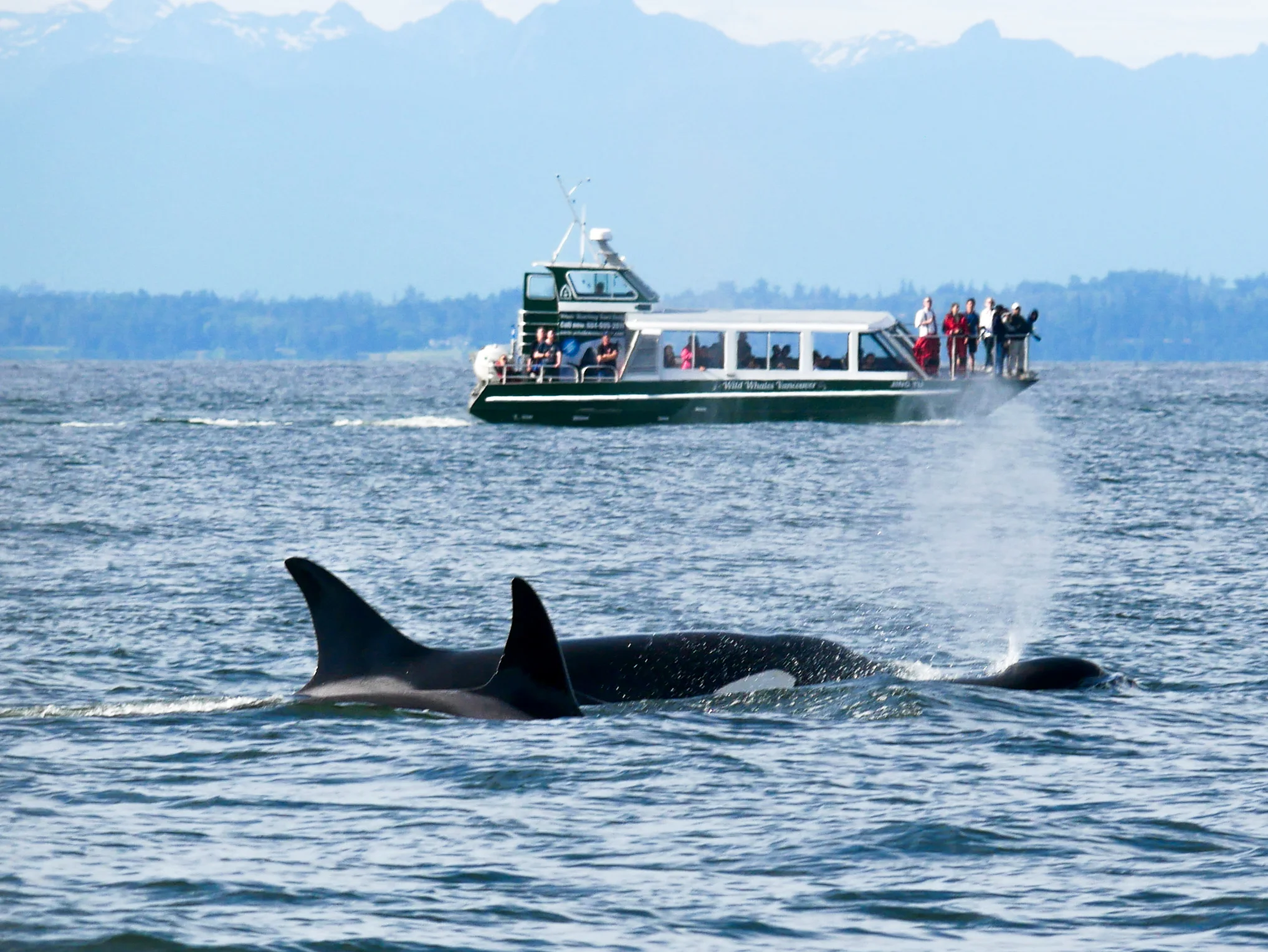 Transient Orcas surfacing. Photo by Jenna Keen.