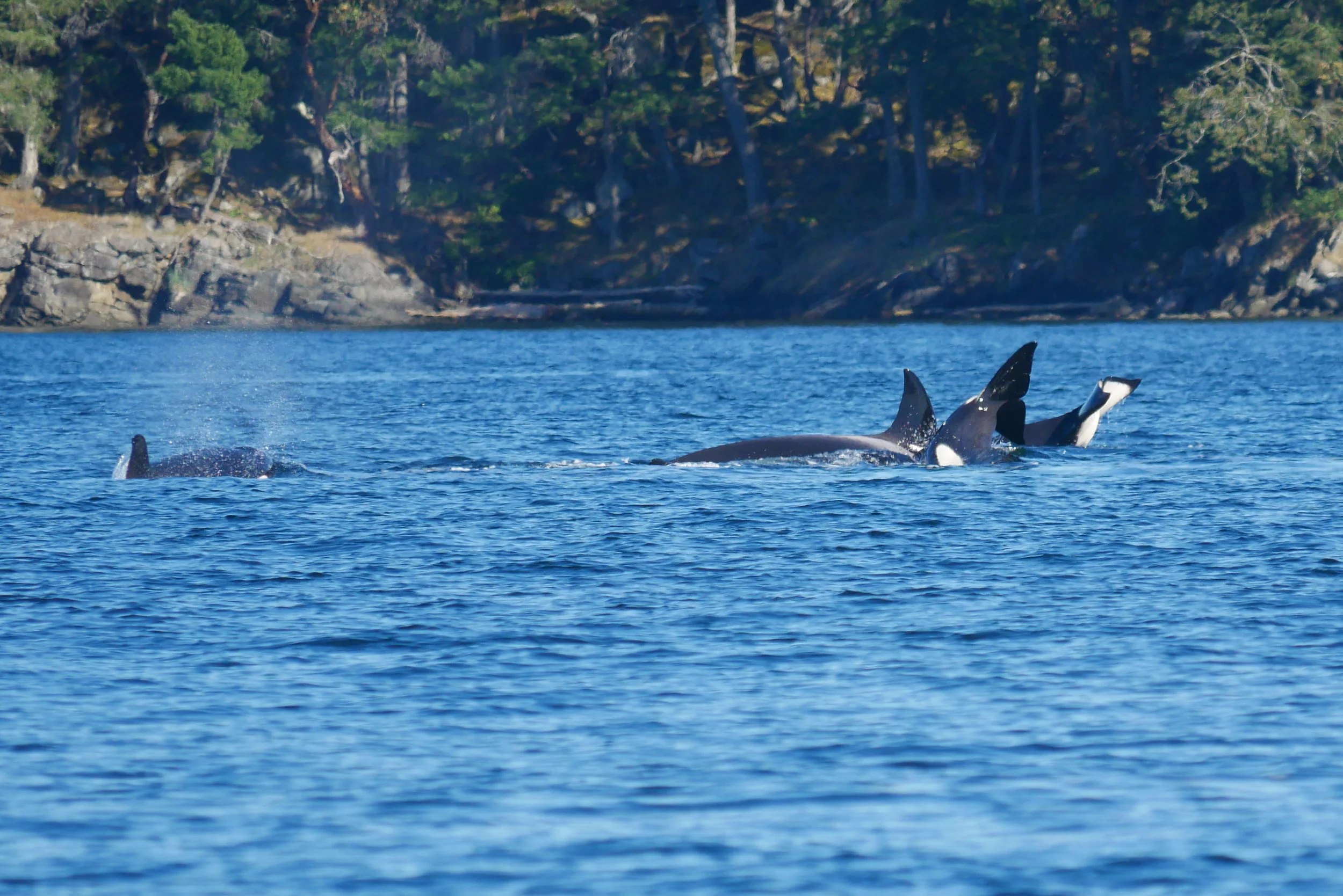 Excellent example of surface activity during the hunt. From left to right we have; orca coming up for air, orca doing a deep dive, and two tail slaps. Photo by Alanna Vivani.