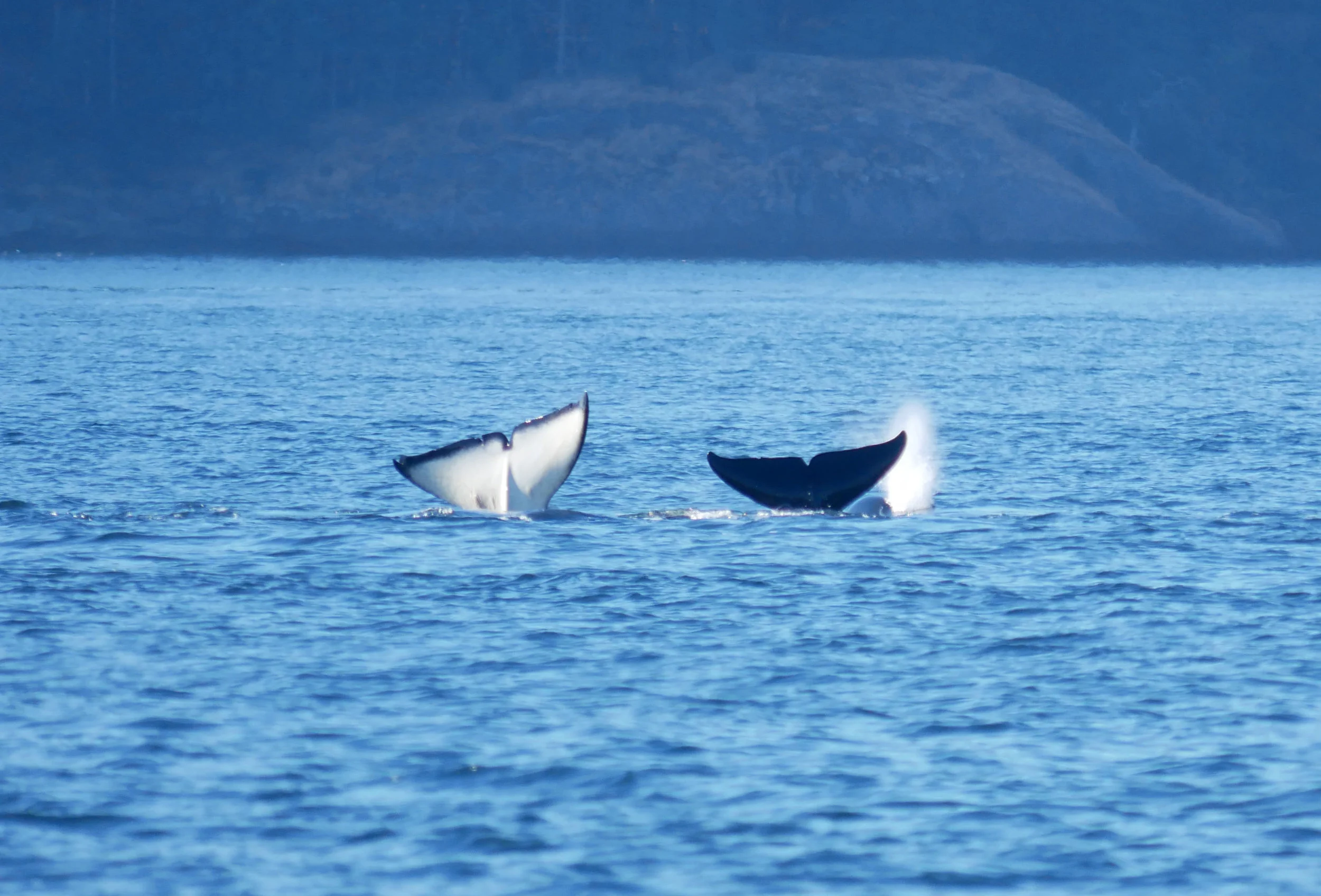 Two orca doing synchronized fluke waves. Photo by Alanna Vivani. 