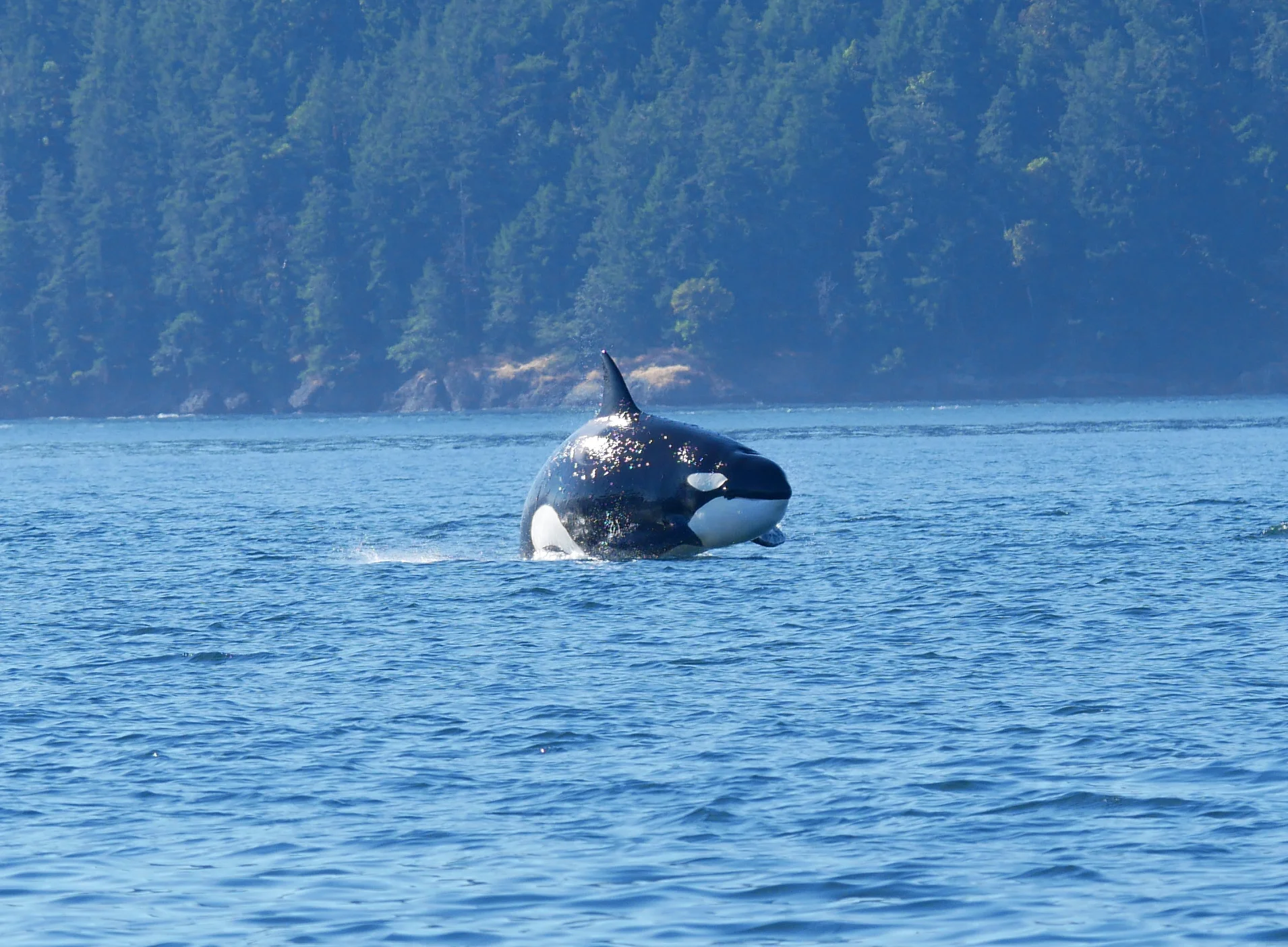 Perhaps a pregnant female? Photo by Alanna Vivani.