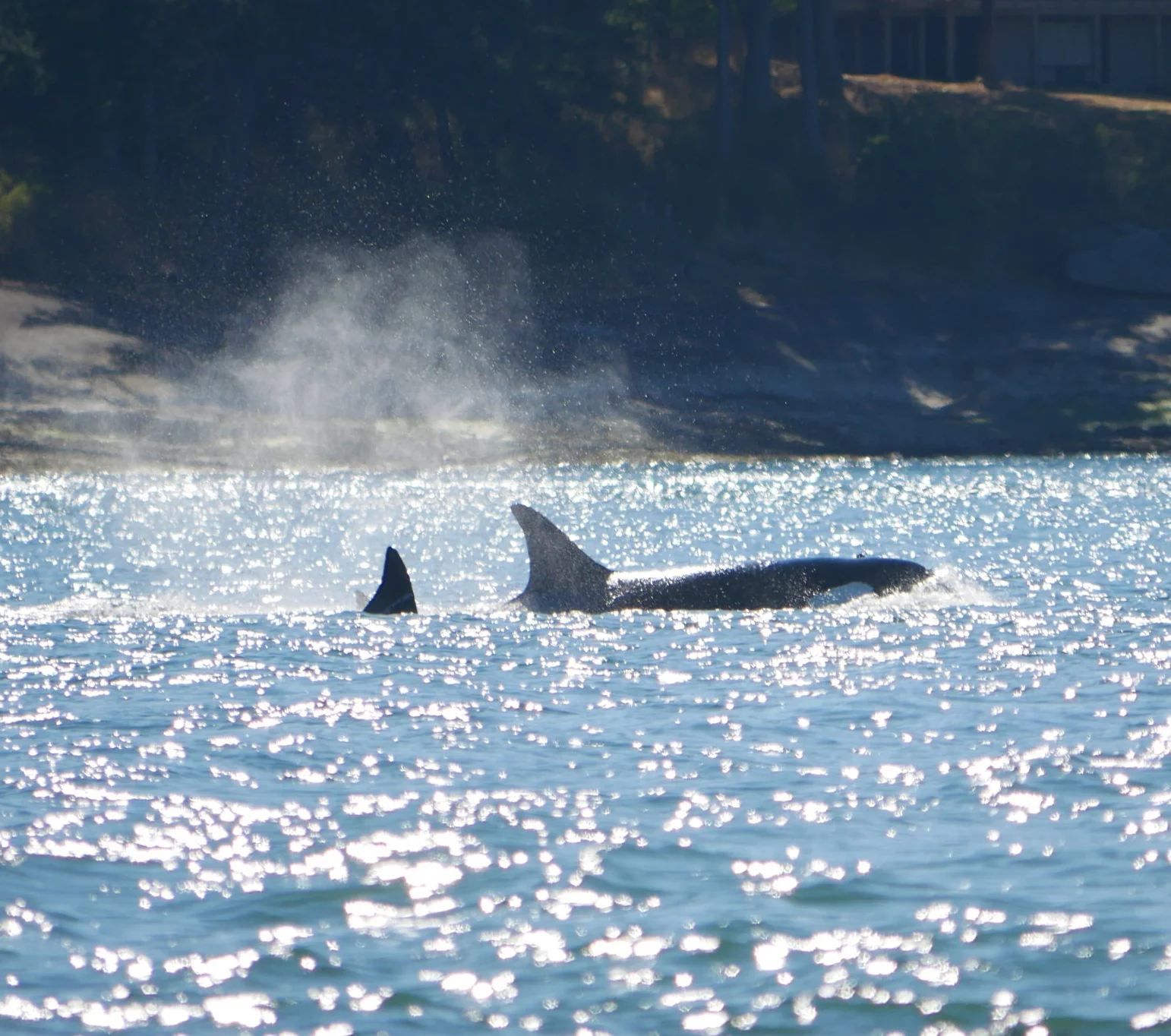 July 15, 2018 - Quattro and Raptor