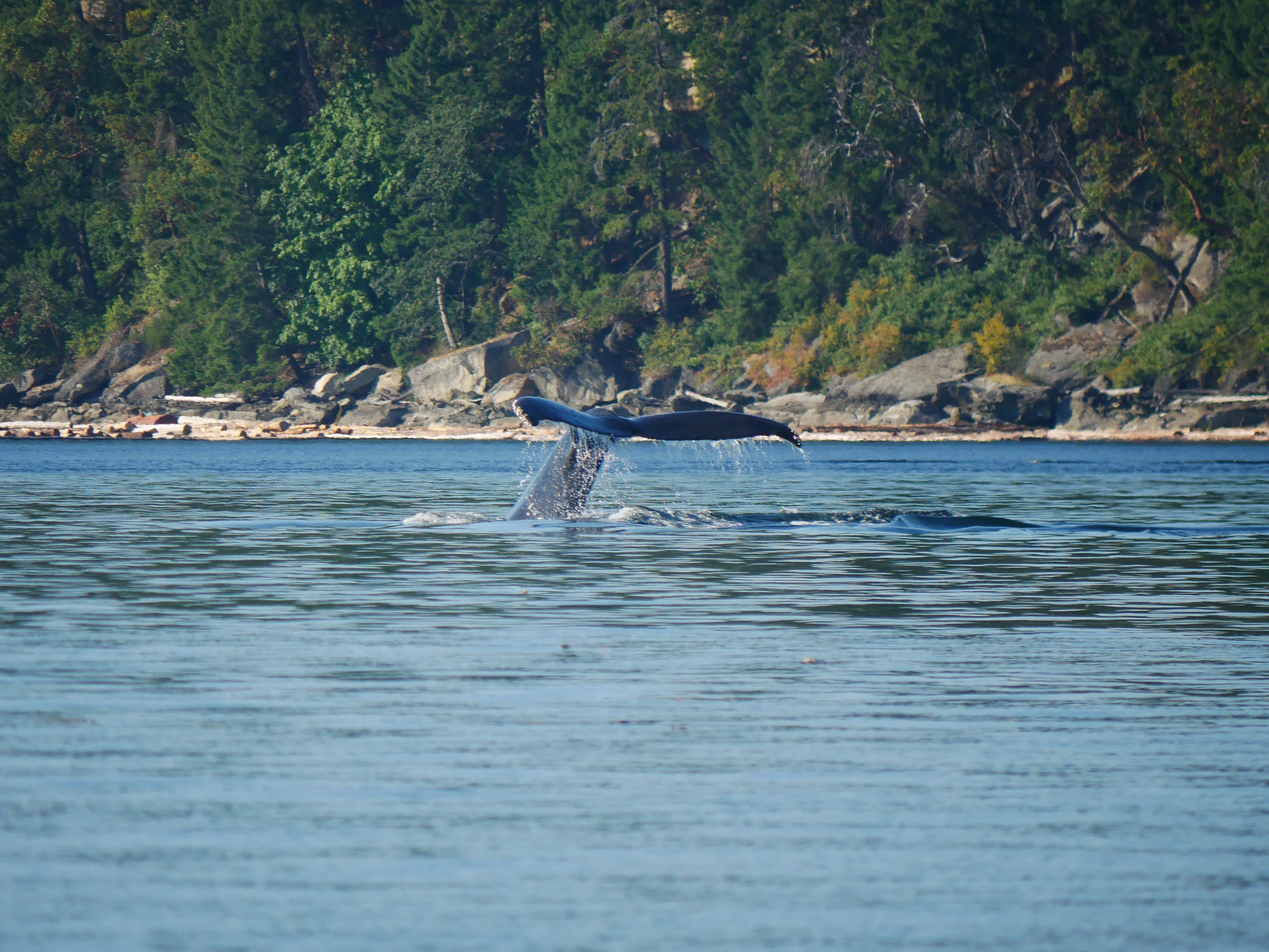 Final fluke from Slate waving goodbye! Photo by Val Watson
