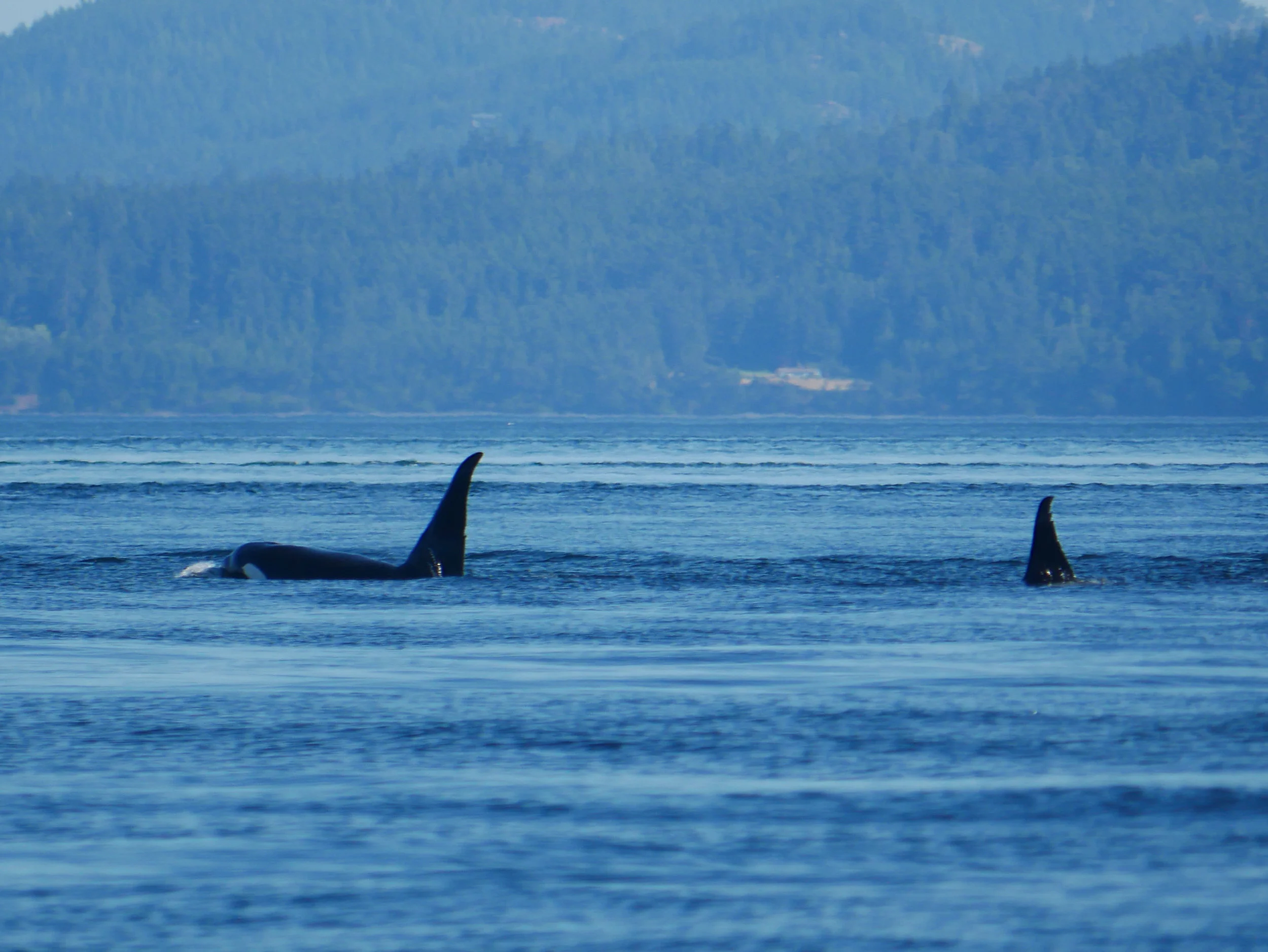 T46E (left) and T46D (right) surfacing off of Saturna Island. Their large dorsal fins and evident nicks make them easy to ID. Photo by Alanna Vivani