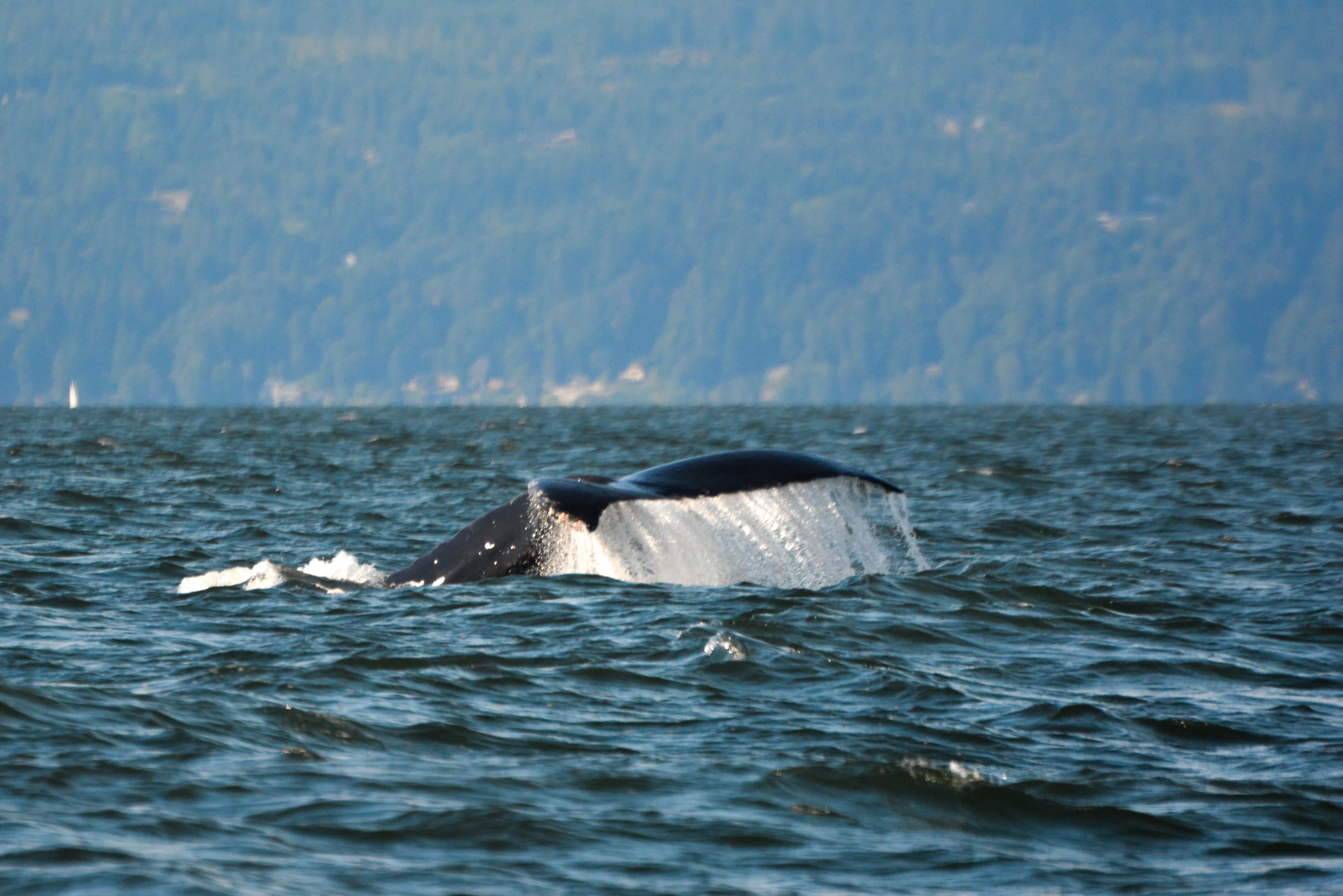 Yogi the humpback with his huge fluke coming up out of the water. Photo by Alanna Vivani 