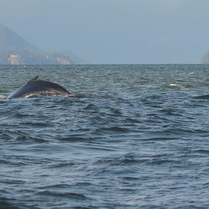 July 19, 2018 - Yogi the humpback in the Strait of Georgia!