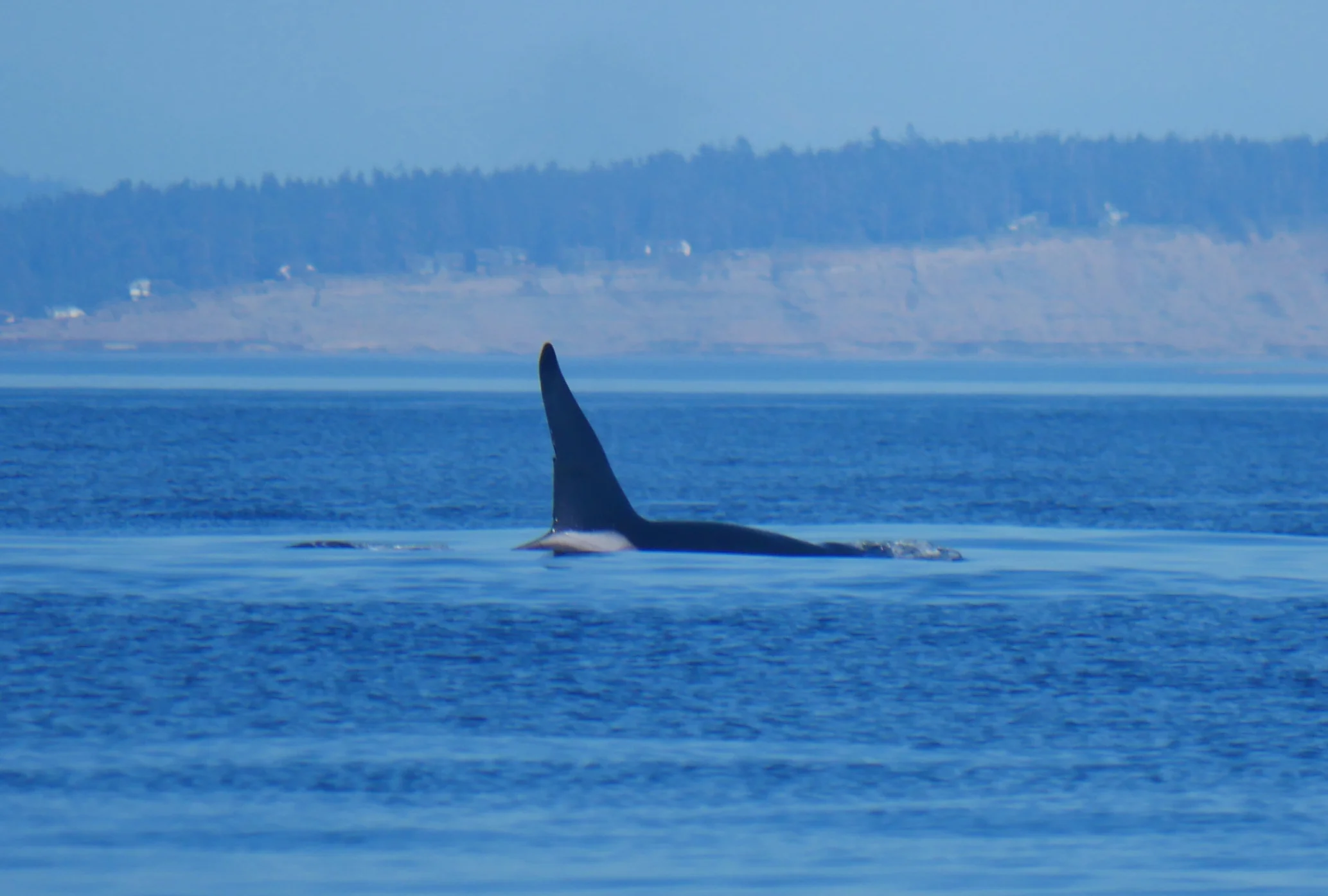 T46E has a distinctive tall fin with a nick 2/3 of way down. Photo by Val Watson