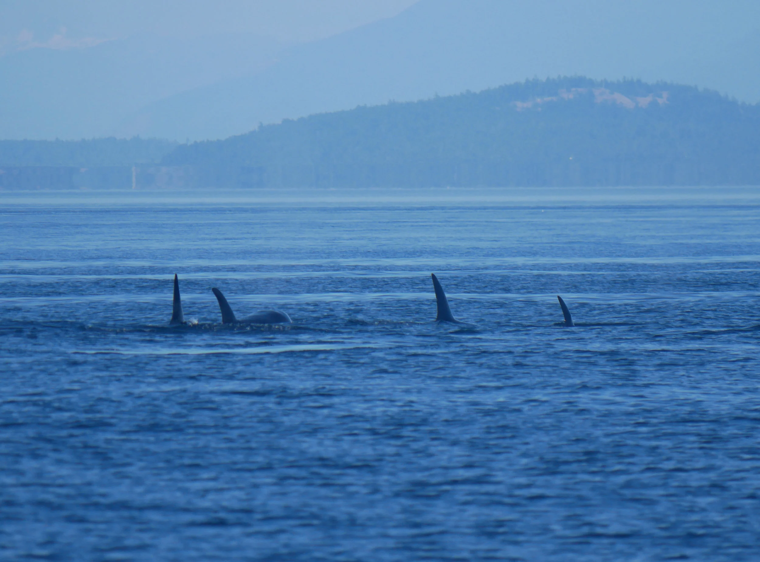 Two family pods traveling together. Photo by Val Watson