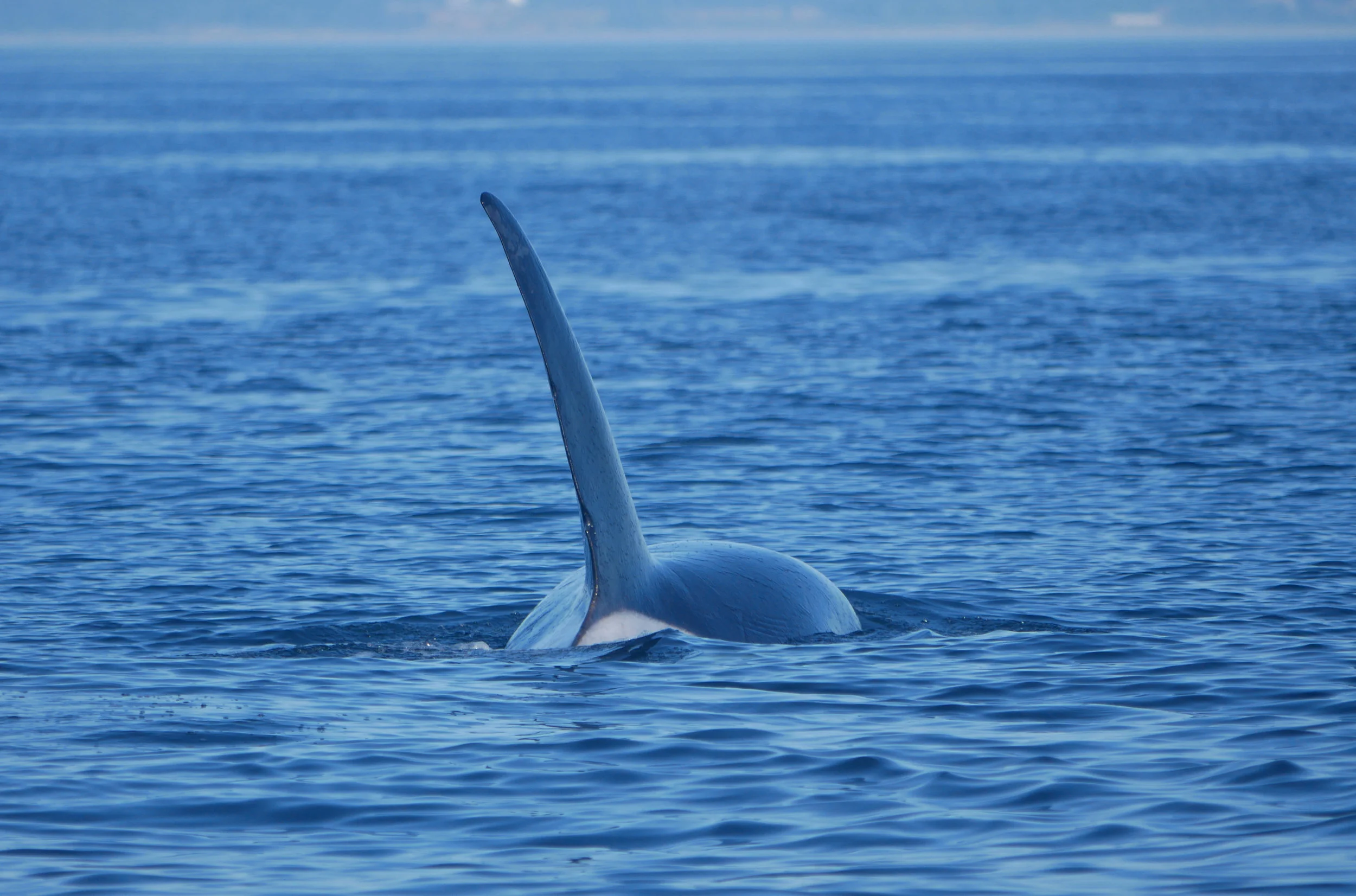 A close pass from T46E shows us the incredible girth of these animals! Photo by Val Watson