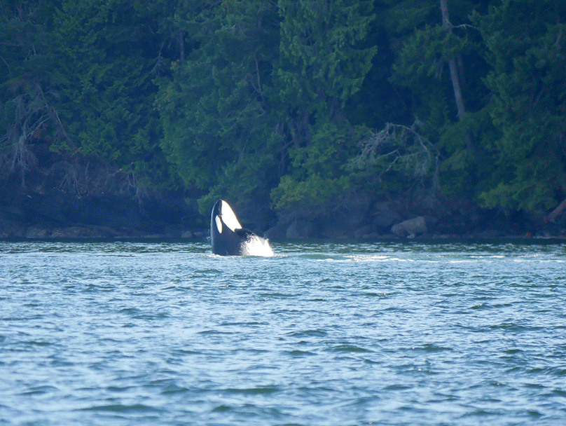 July 21, 2018 - Active Pass full of active orca!