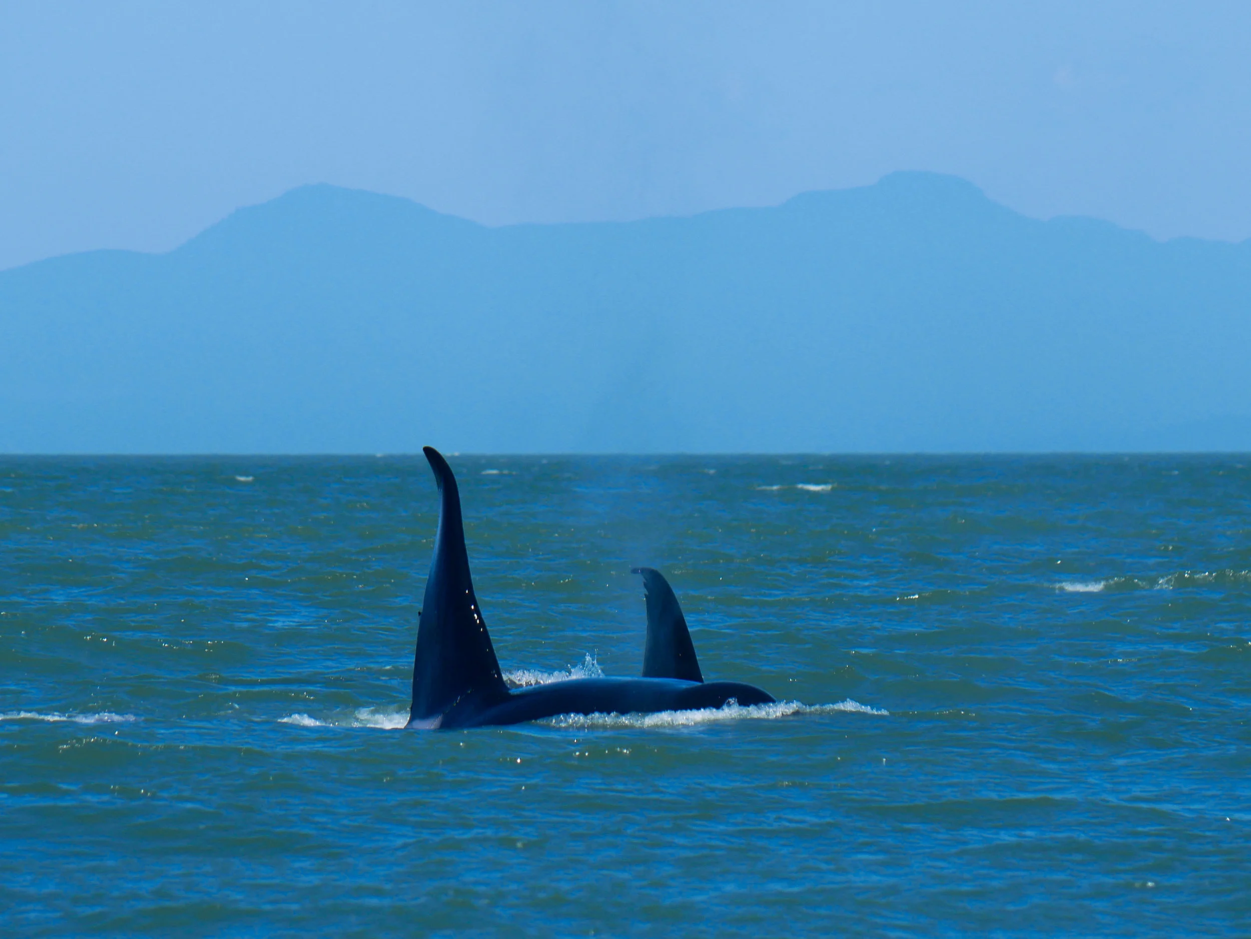 T46D (background) and T46E (foreground) surfacing side by side. Photo by Alanna Vivani.