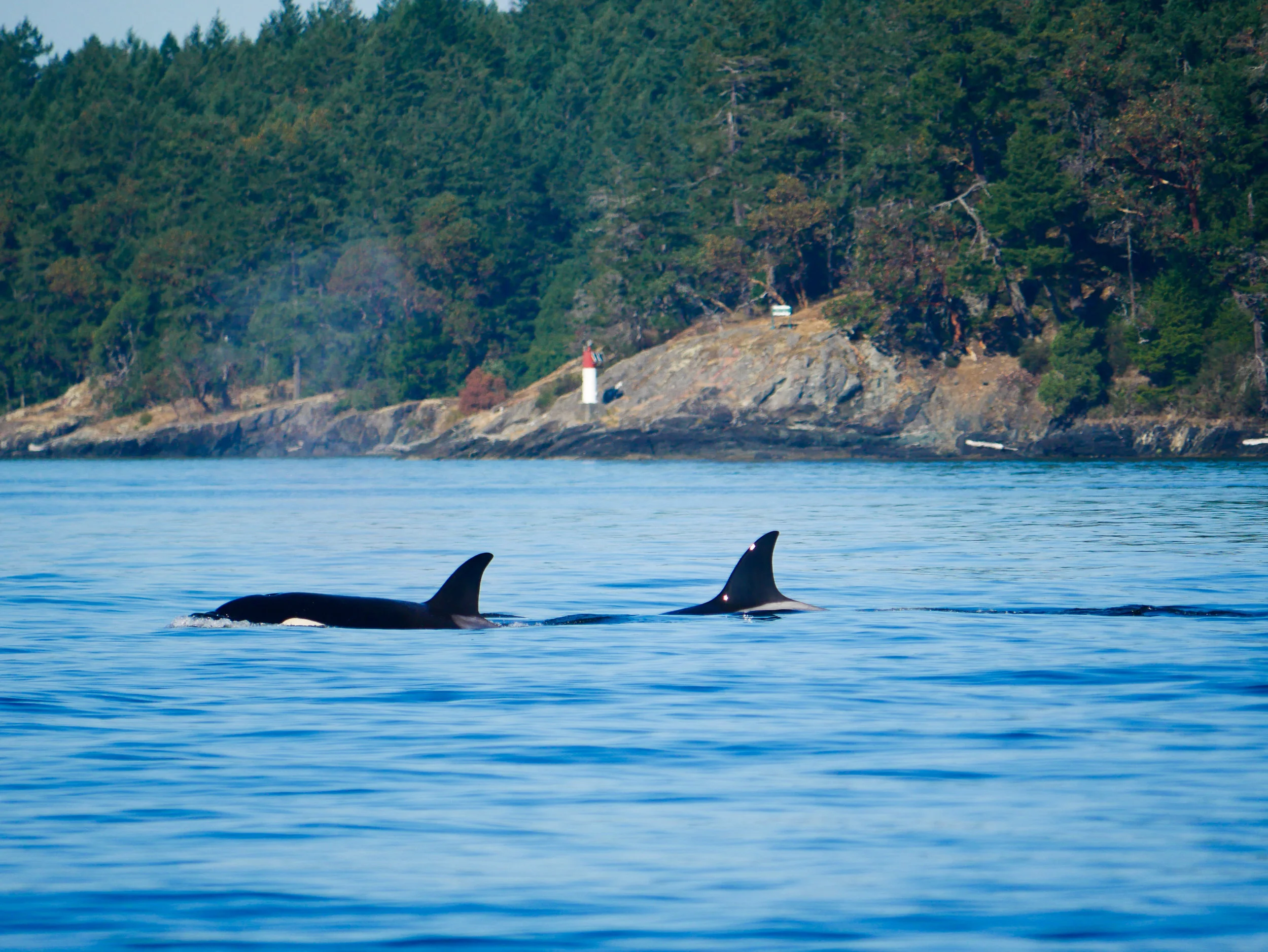 Getting a little peek of the eye patch as the orcas surface. Photo by Alanna Vivani.
