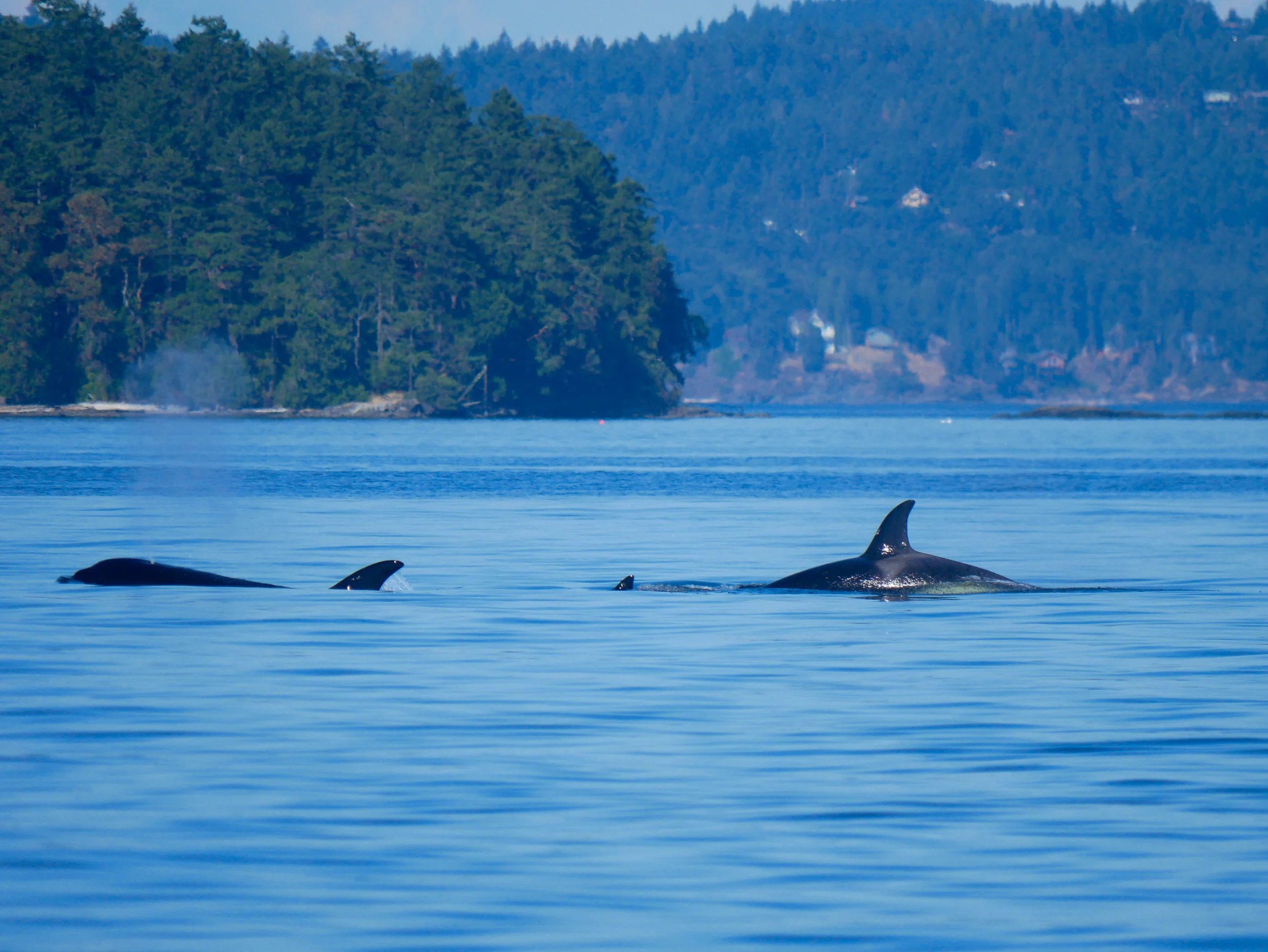 3 members of the T99 pod surfacing. Photo by Alanna Vivani.