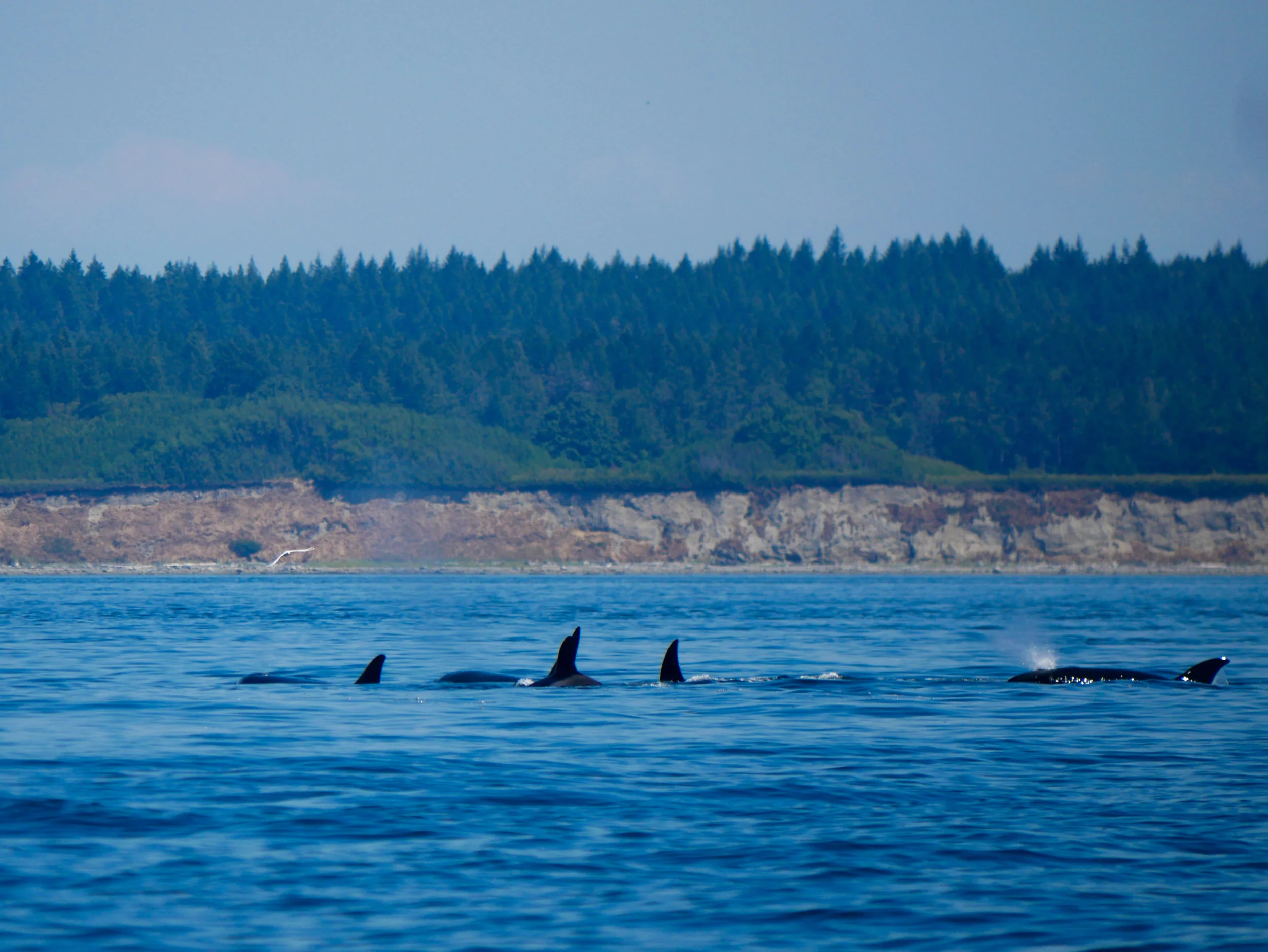 I spy 5 orcas, how about you? Photo by Val Watson.