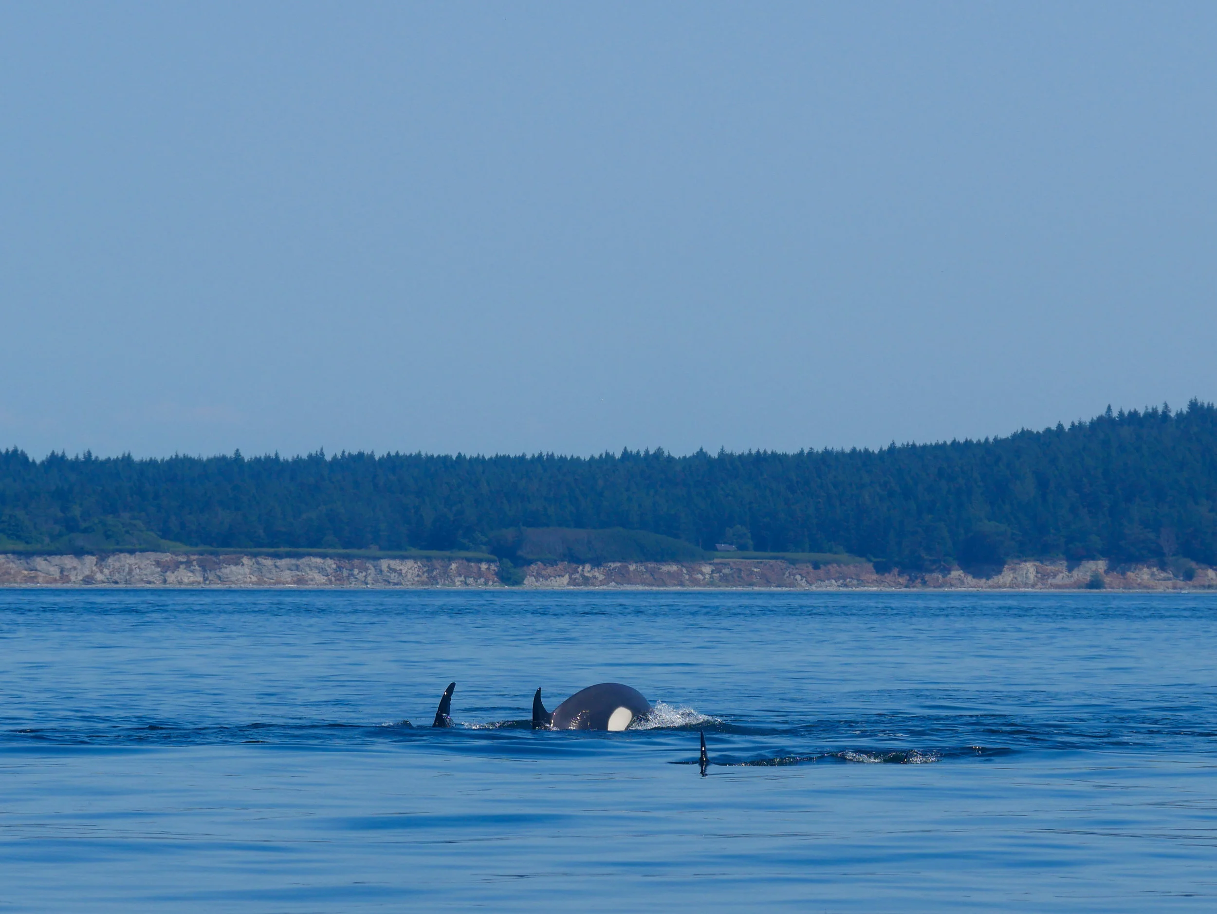 Going for a deep dive means we get to see more of the tail end of the orca. Photo by Val Watson.
