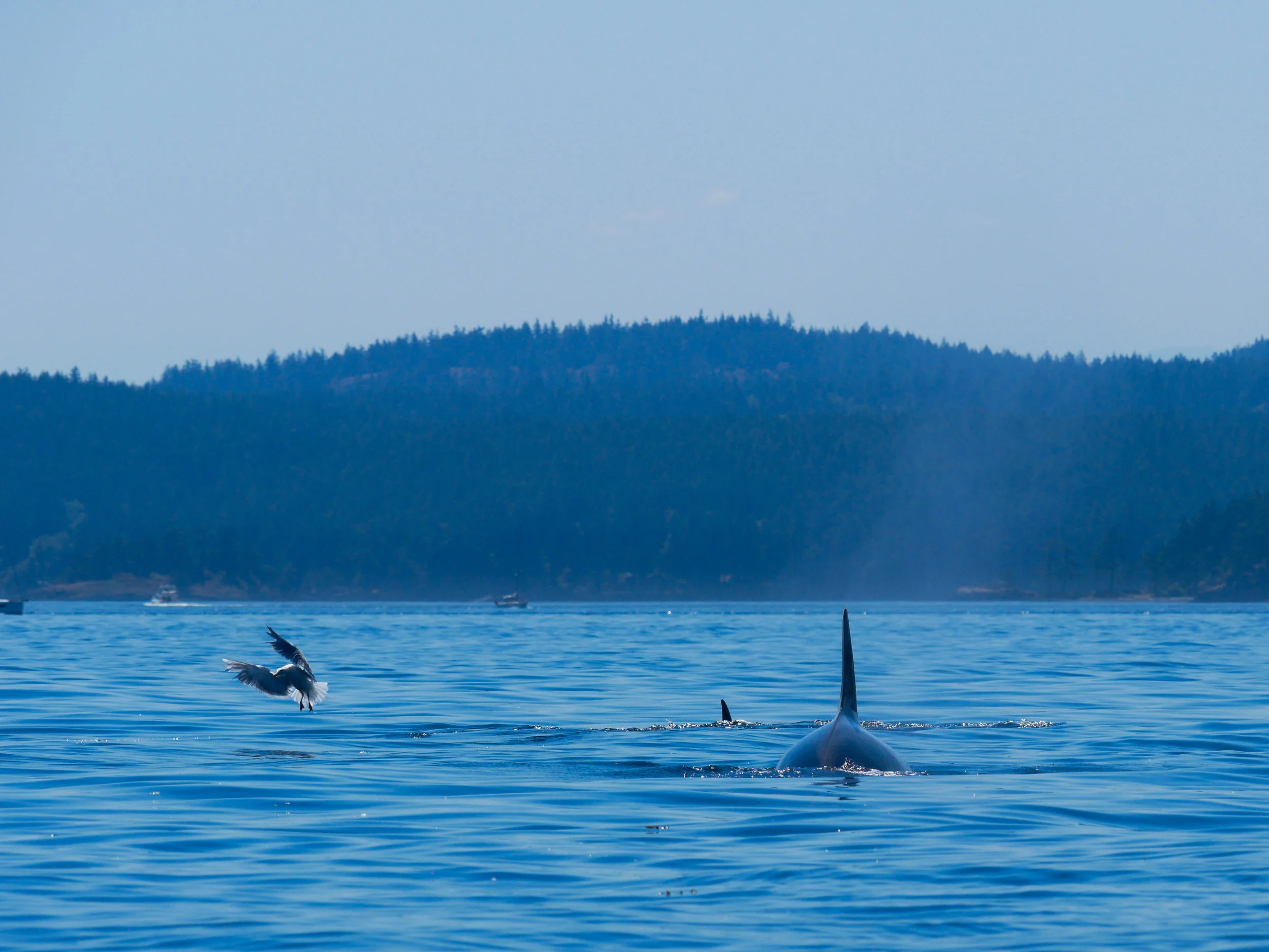 A seagull scrambling to fly off as an orca surfaces. Photo by Val Watson.