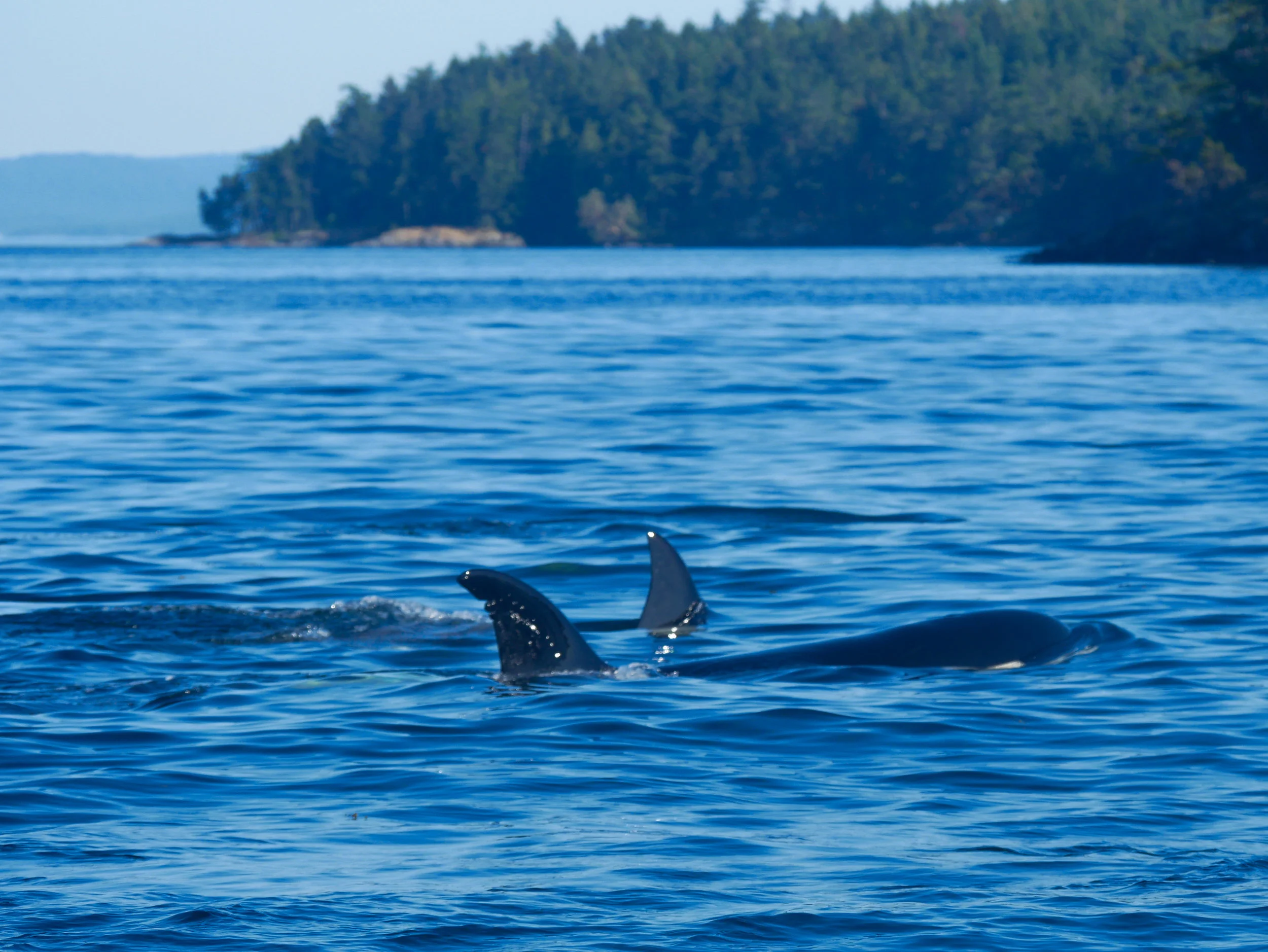 T99B's dorsal fin is unmistakable with the interesting pattern of nicks. Photo by Val Watson.