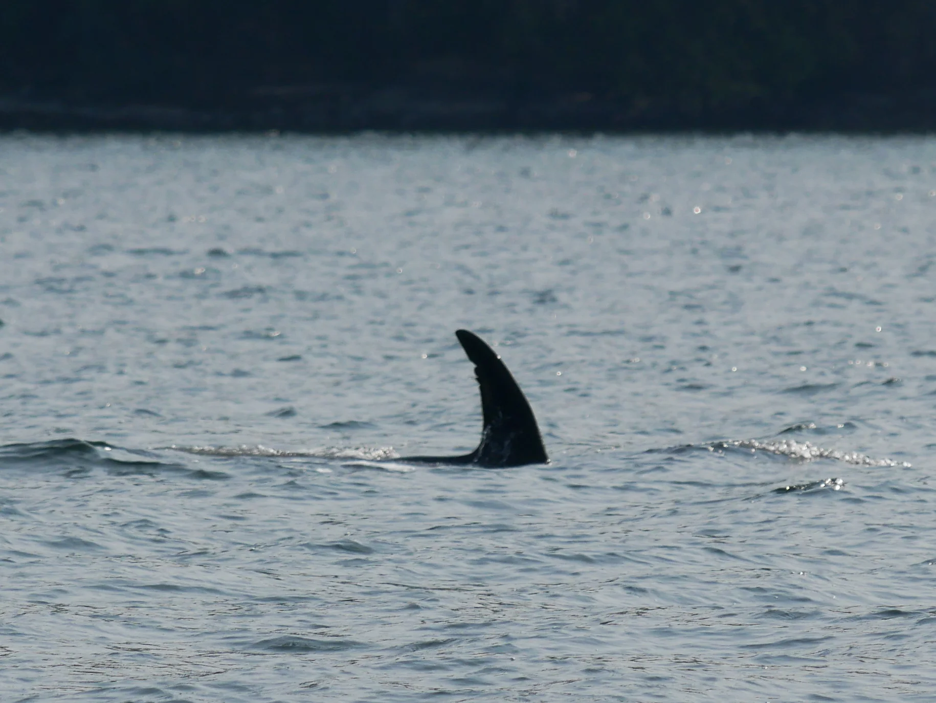 T99B's dorsal fin with the nick. Photo by Val Watson.