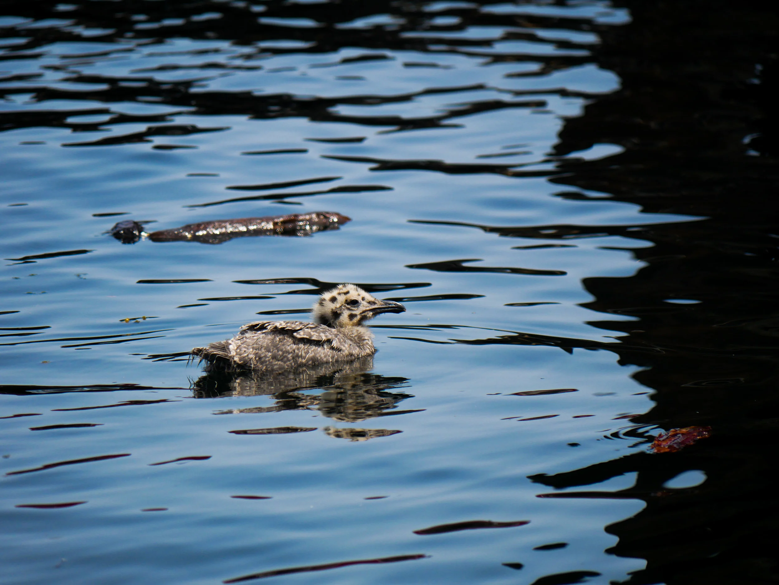 How CUTE is this baby seagull? Try not to let out that high pitched squeal of excitement. Photo by Val Watson.