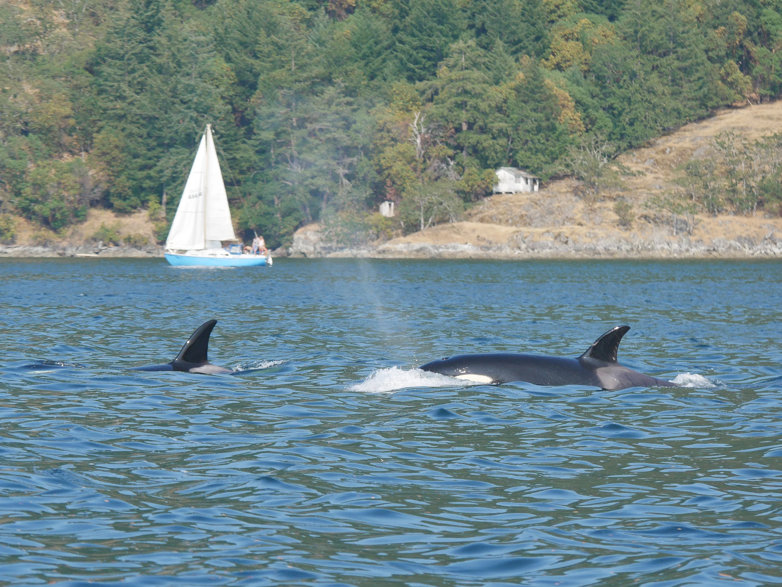 Can you see some of the scarring behind the saddle patch on the orca to the right? Photo by Val Watson.