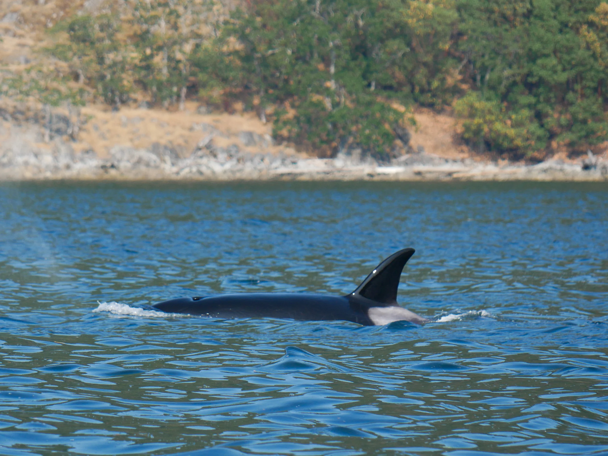 The orcas look so shiny once they've surfaced and the sun reflects off their west bodies. Photo by Val Watson.