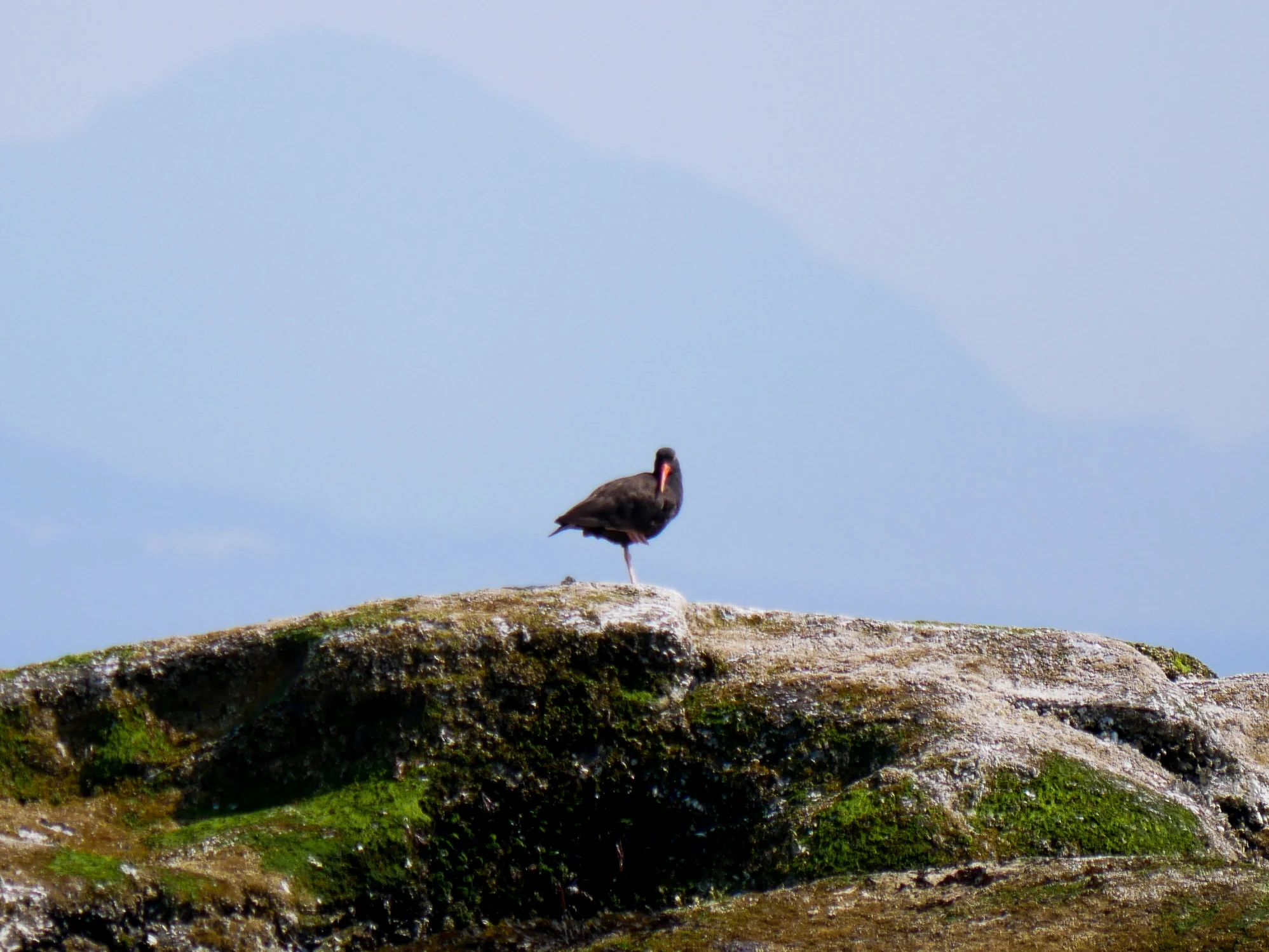 Oystercatcher showing off some balancing skills on one leg. Iconic orange beak against a small black body. Photo by Alanna Vivani.