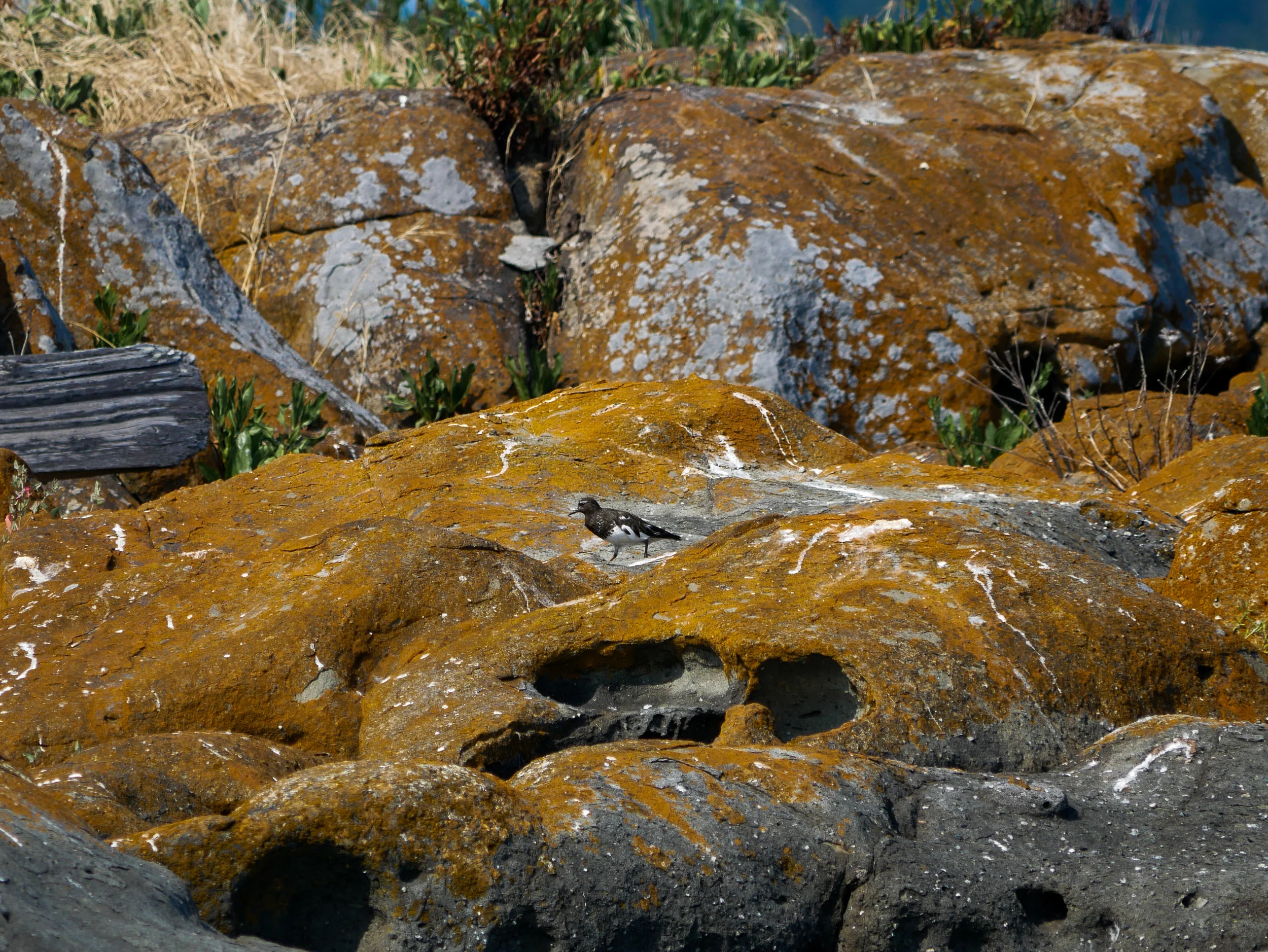 Black turnstone foraging on the rocks. Photo by Alanna Vivani.