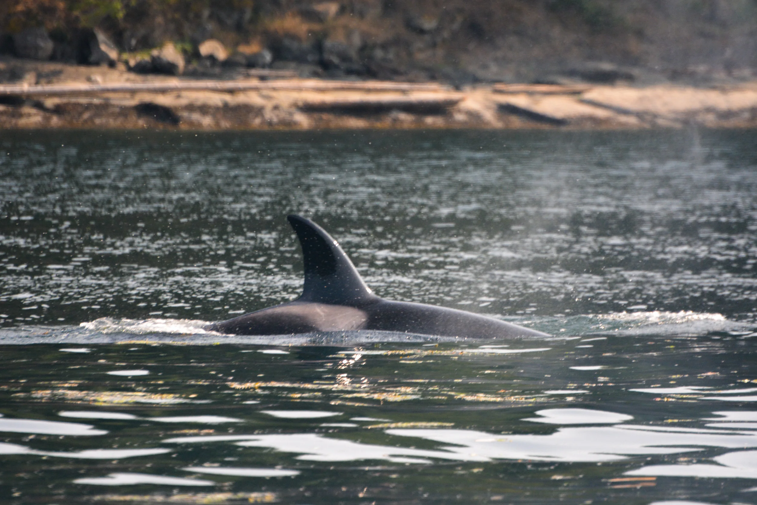 Orca surfacing just off the coastal shores. Photo by Val Watson.