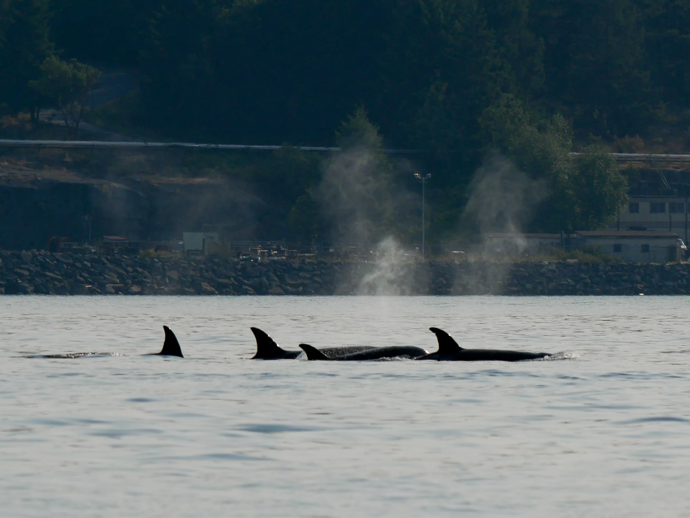 T99 family surfacing all together. Photo by Alanna Vivani.