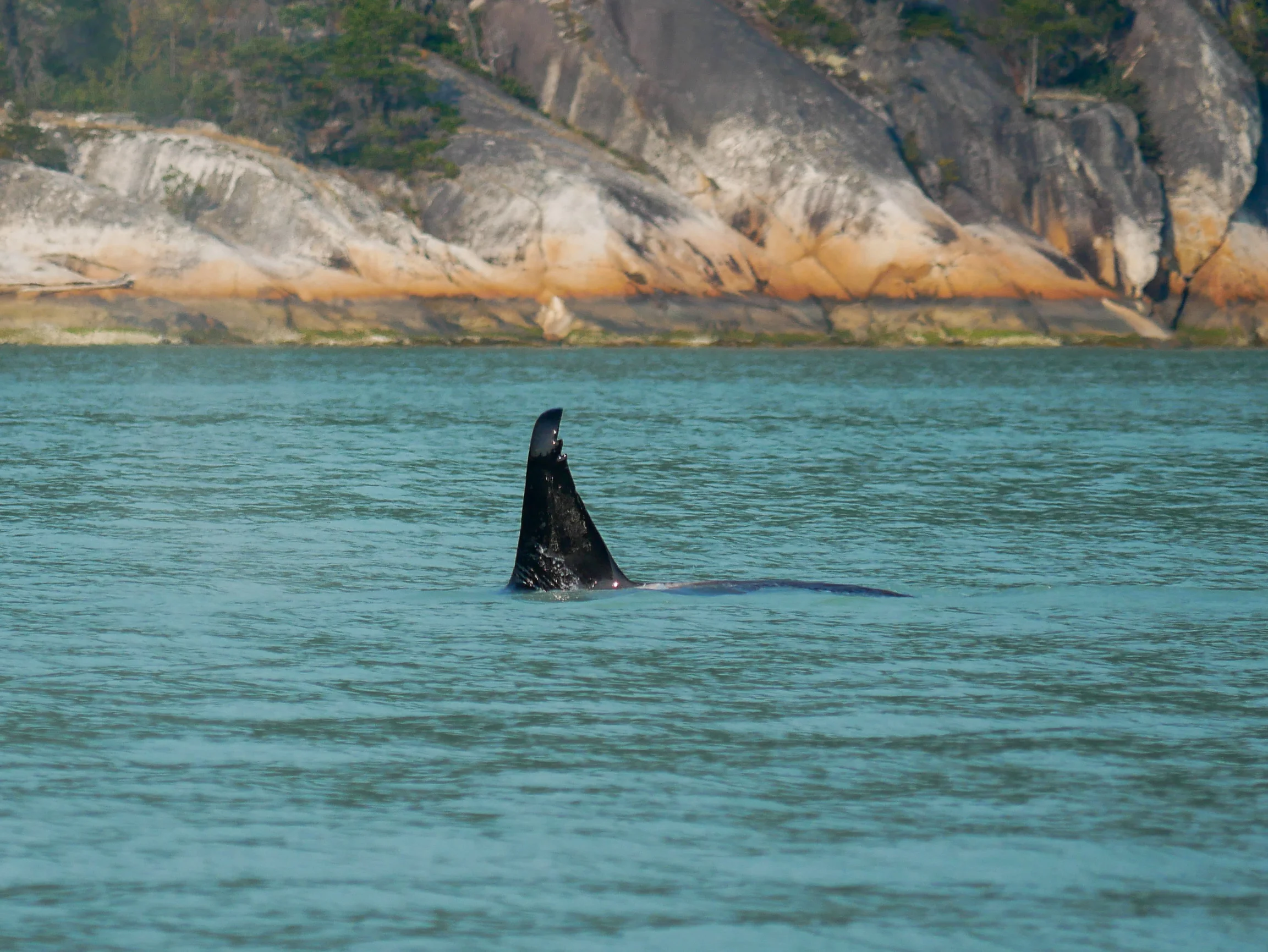T46D's dorsal fin has very noticeable nicks on the top of it. Photo by Alanna Vivani.