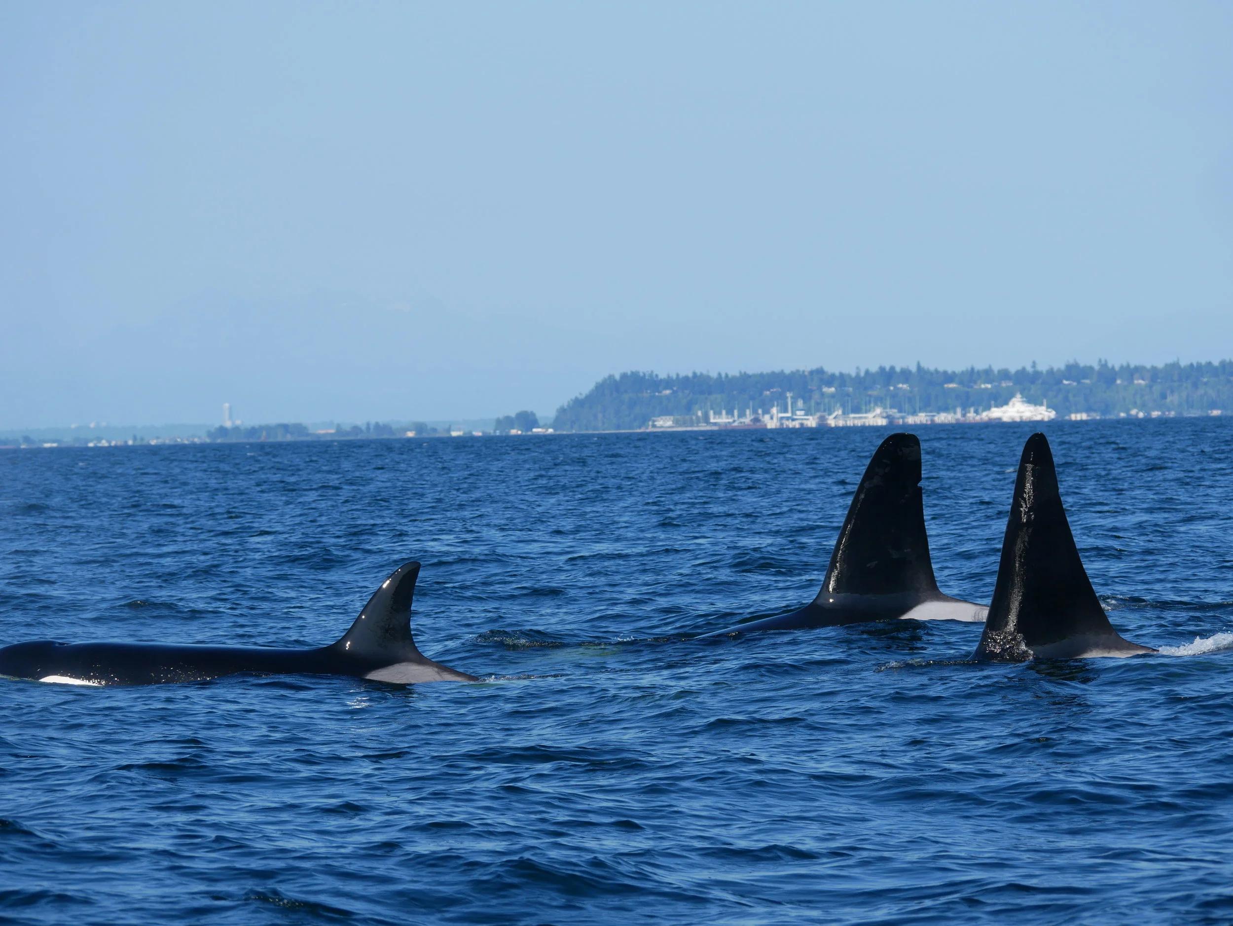 August 1, 2018 - Meeting up with the T18's at East Point!