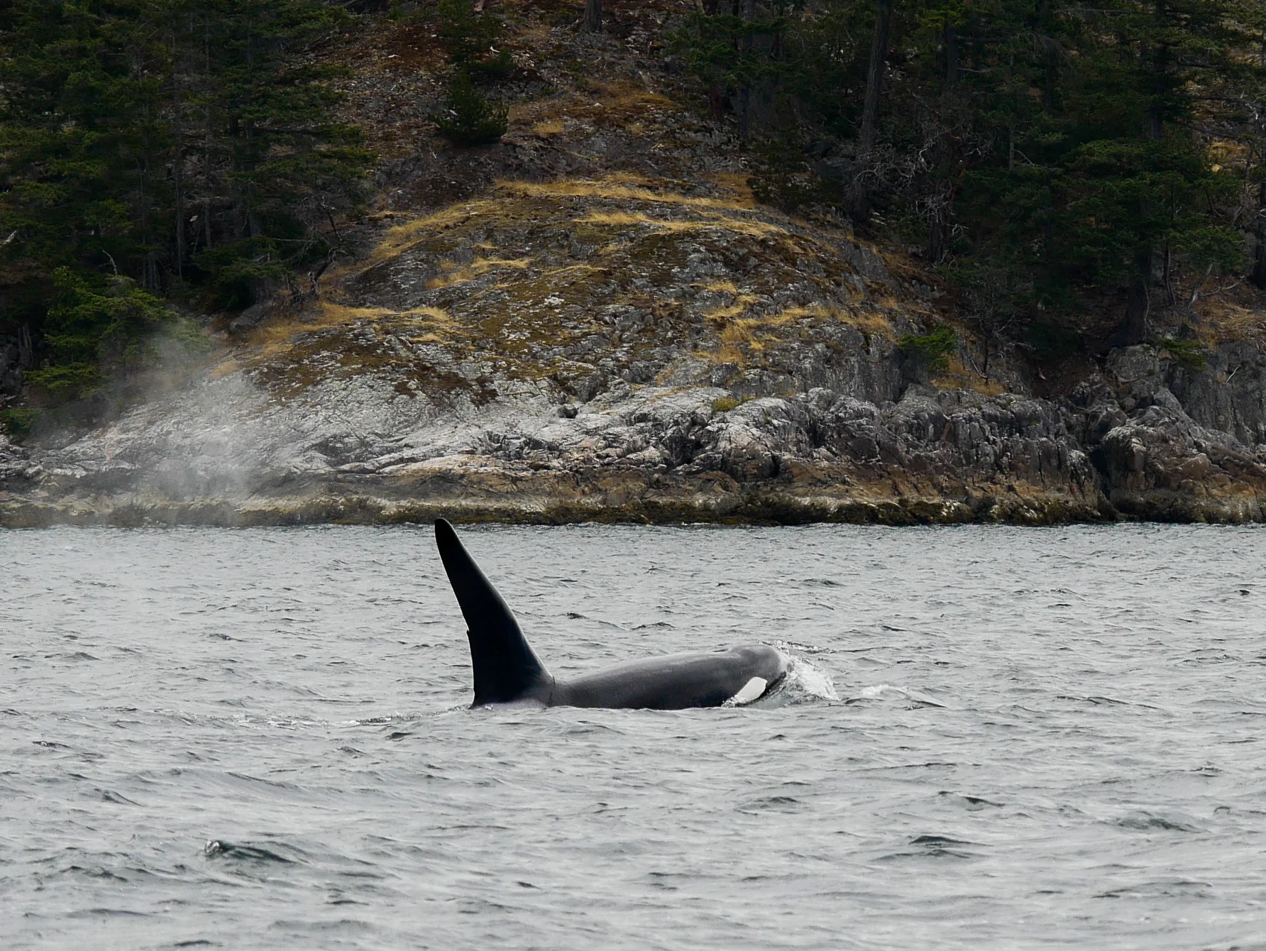 Nope! You're not seeing double, this is T46E (notice the different nicks) surfacing. Photo by Jilann Campbell.
