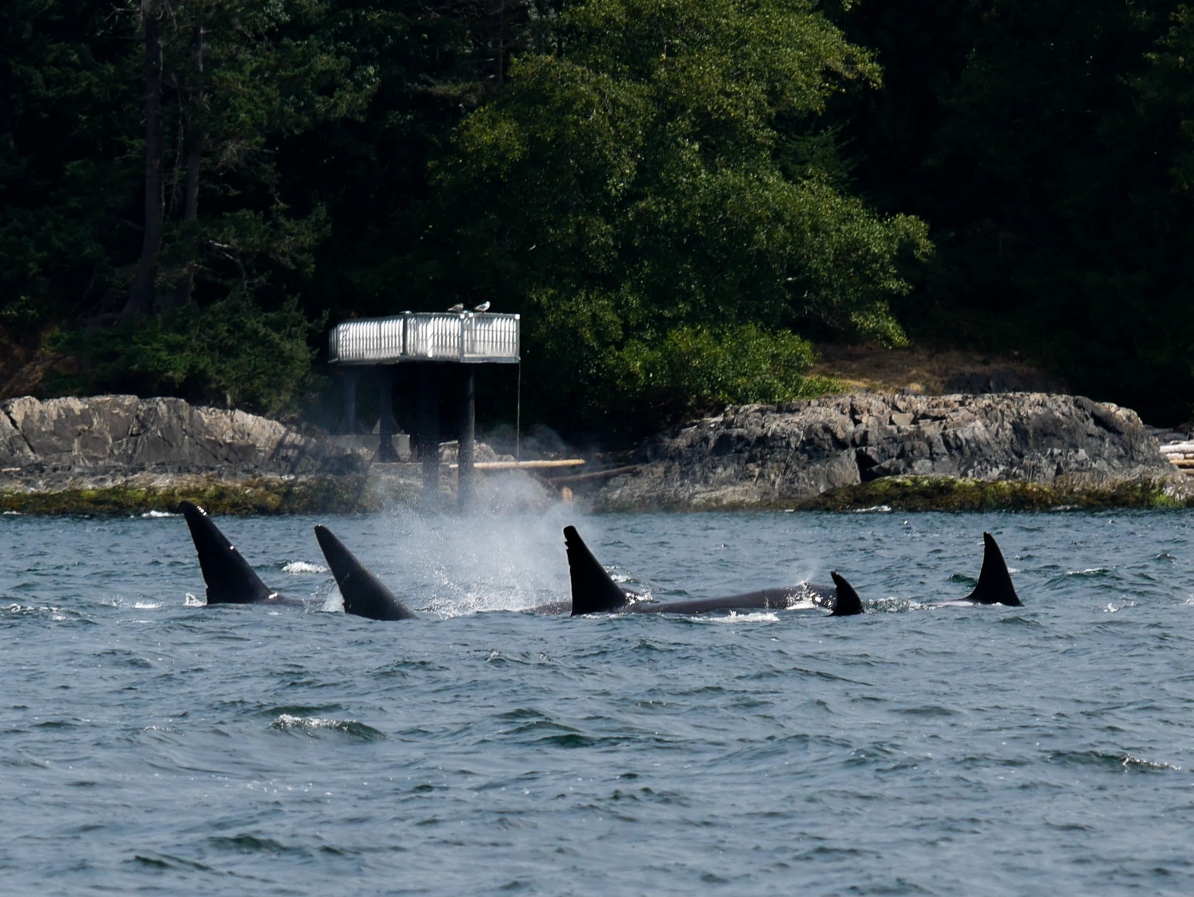 Always a treat when the orcas surface together, check out this shot of 5 pod members up at the same time! Photo by Jilann Campbell.