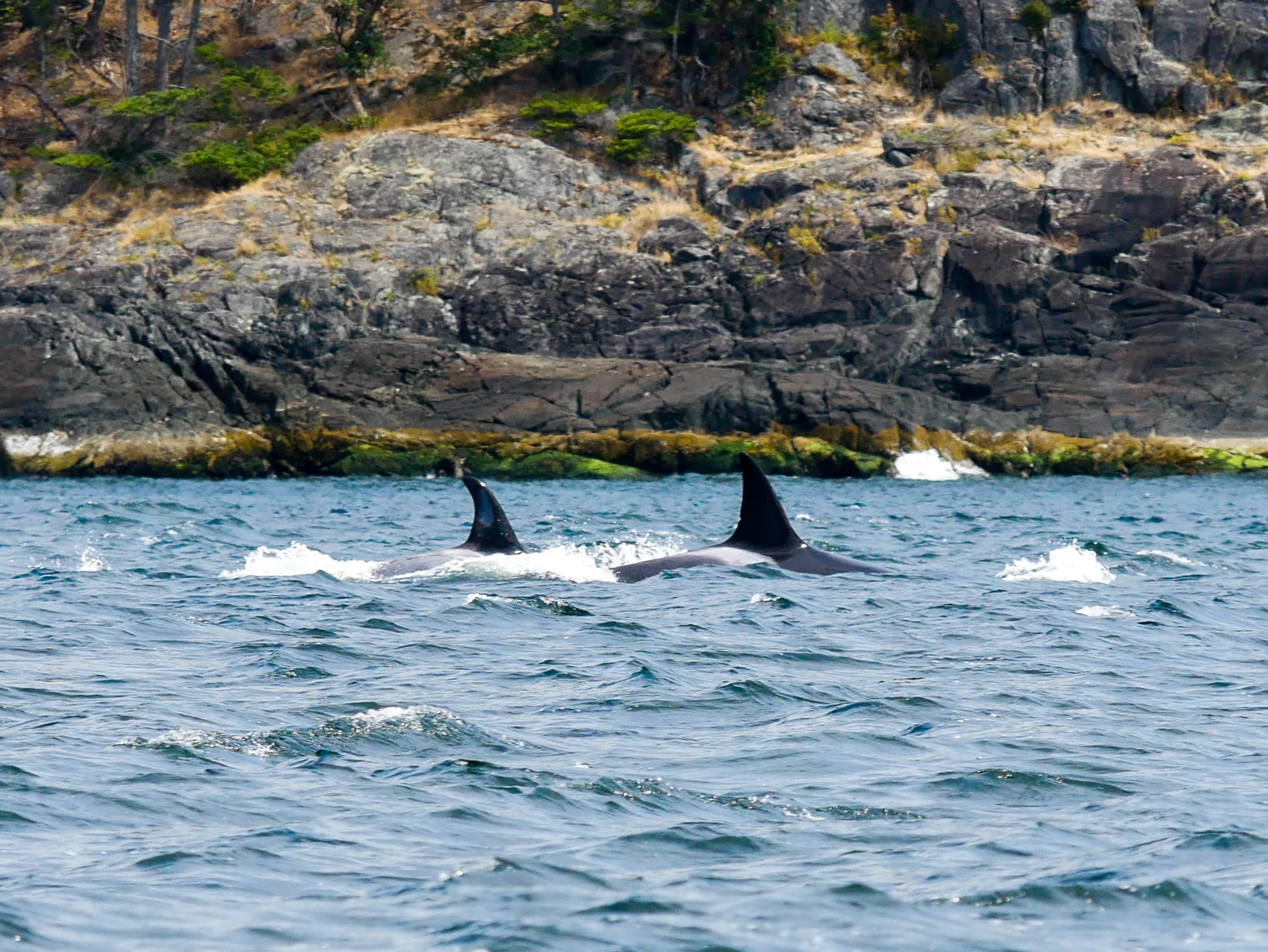 The mother, T46 (right), surfacing just in front of one of her offspring, T46F (left), who is 6 years old. Photo by Jilann Campbell.