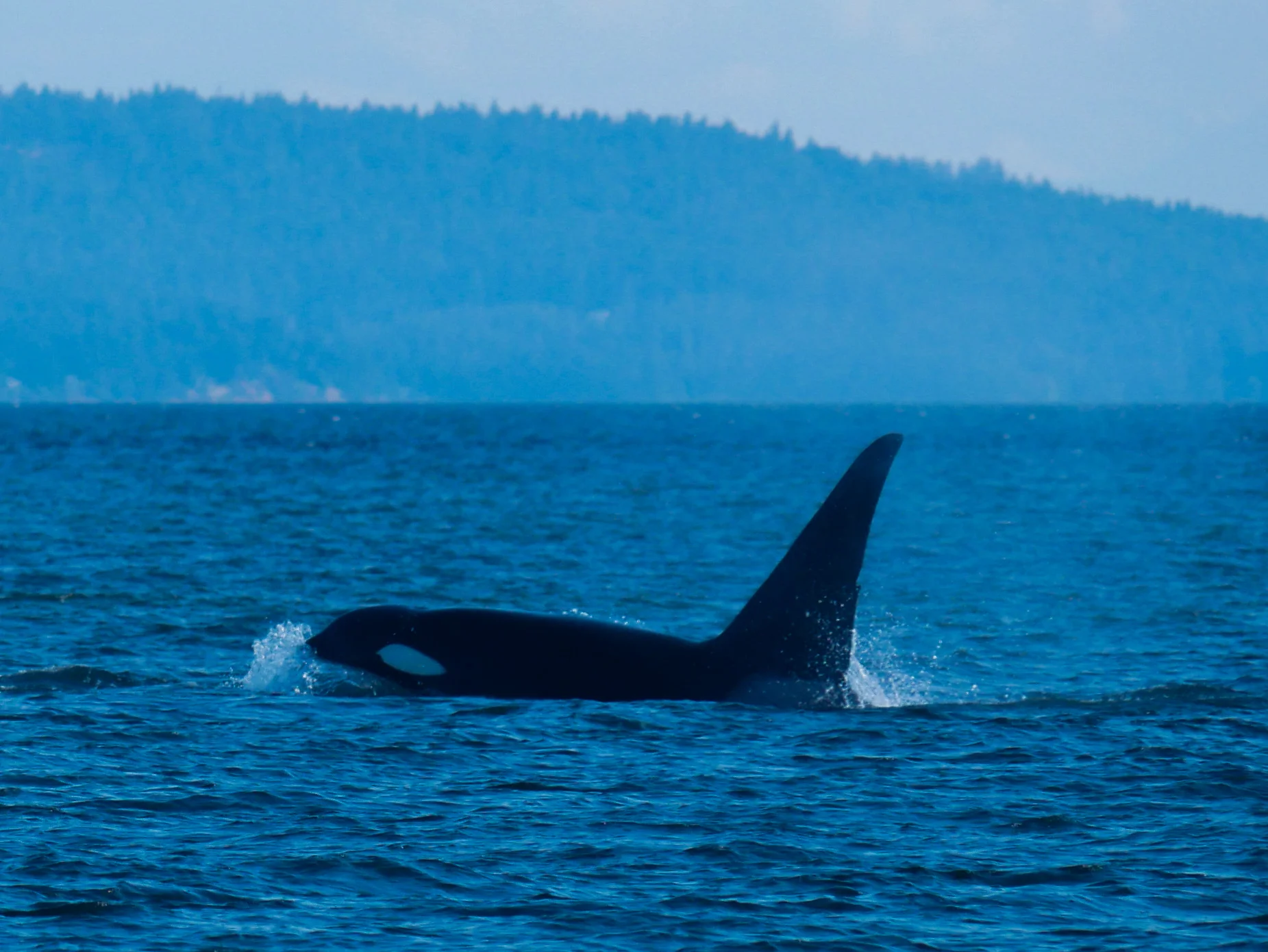 T46E, the 15 year old male in the pod showing off his enormous size as he surfaces. Photo by Rodrigo Menezes.