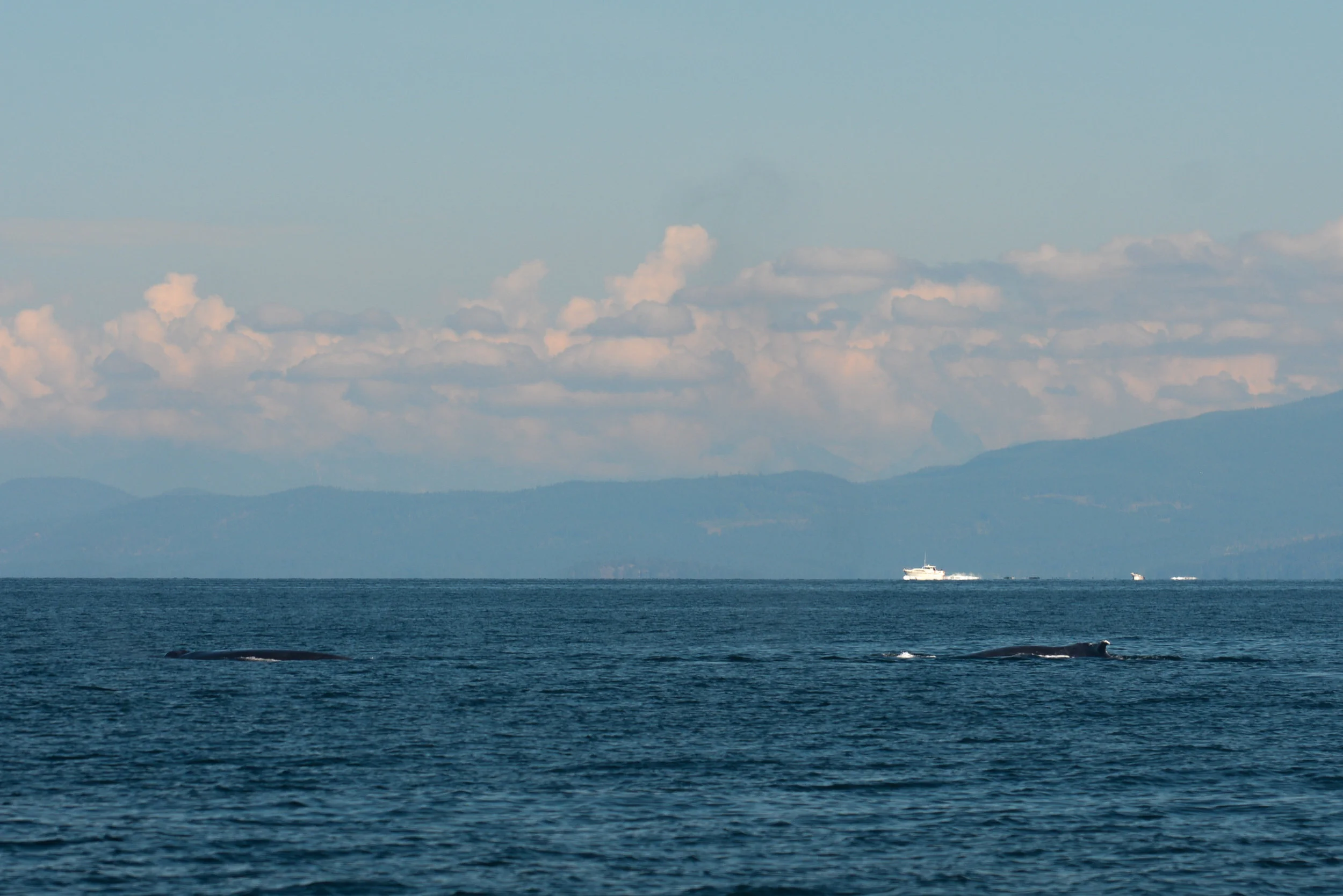 Two humpbacks surfacing simultaneously. Photo by Jenna Keen.