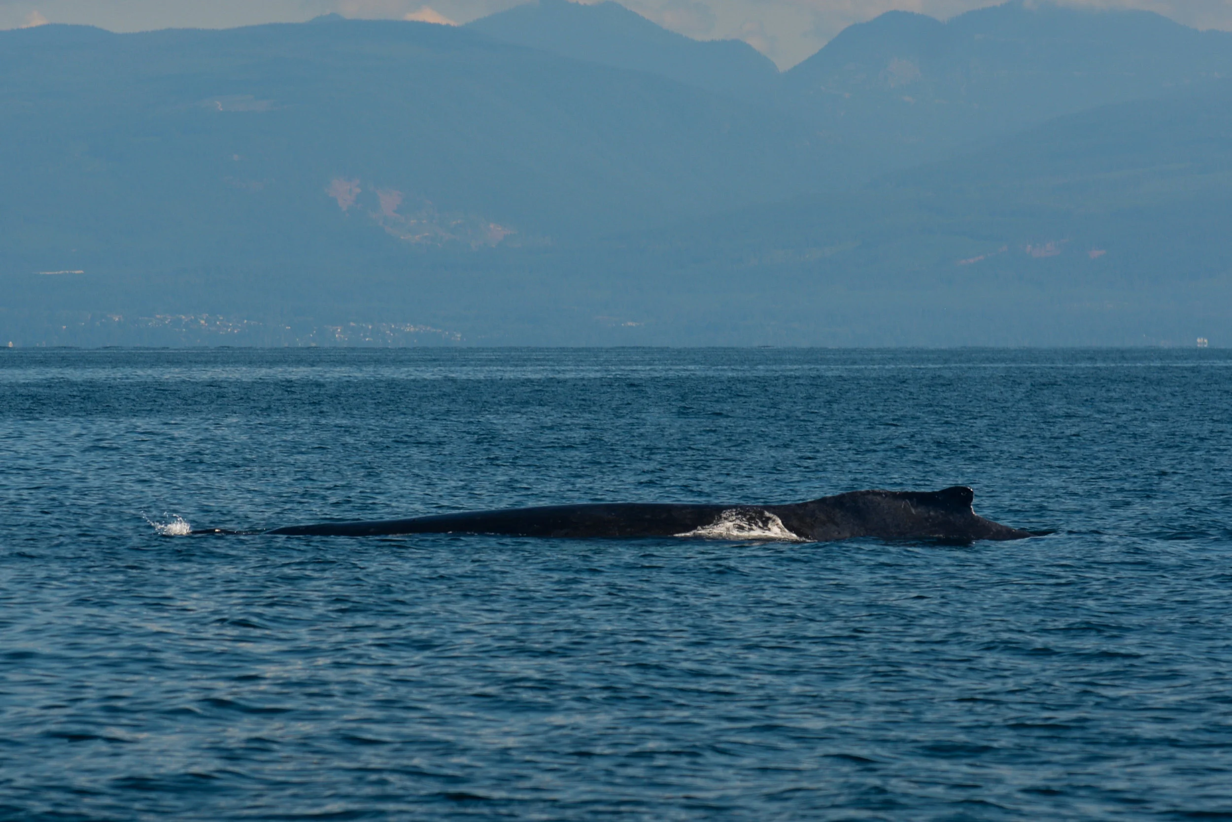 Get a load of that humpback length! You can see where the blowhole is in relation to the dorsal fin. Photo by Jenna Keen.