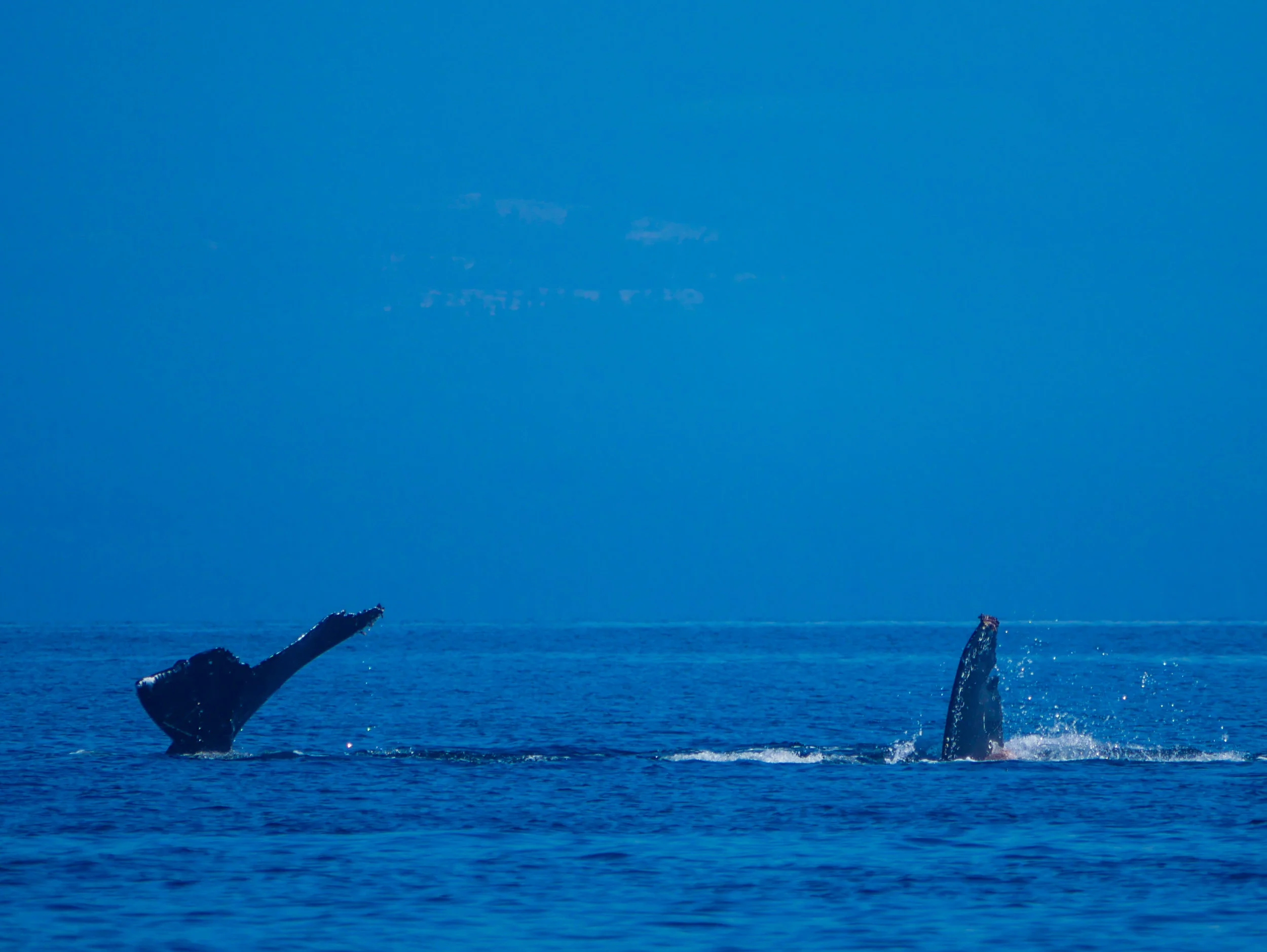 Zorro (left) showing off the fluke and a sneak peek at a pectoral fin on the right. Photo by Val Watson.