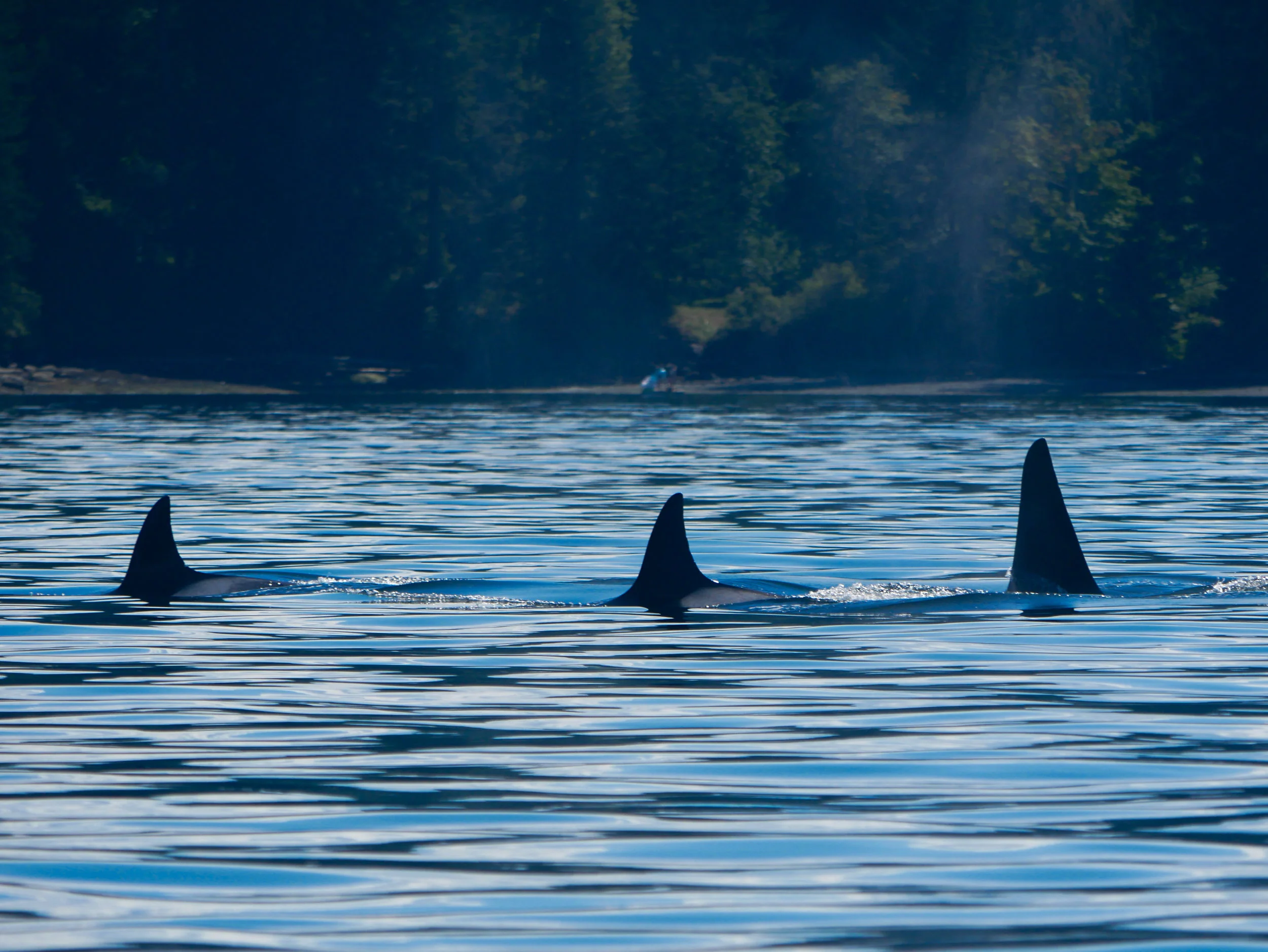 Three members from T19 pod surfacing together. Photo by Jenna Keen.