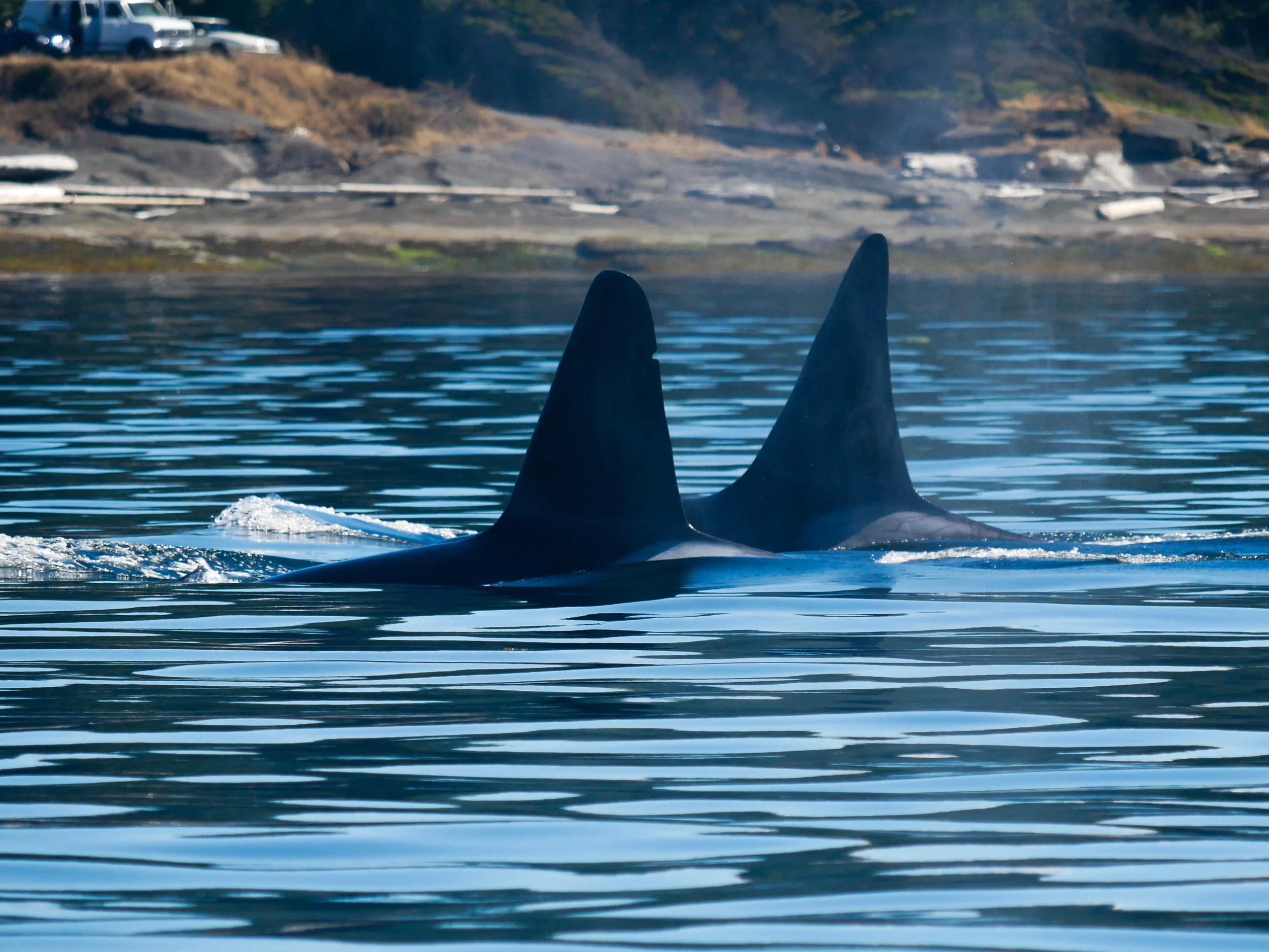 T19B (left) and T19C (right) surfacing together. Photo by Jenna Keen.